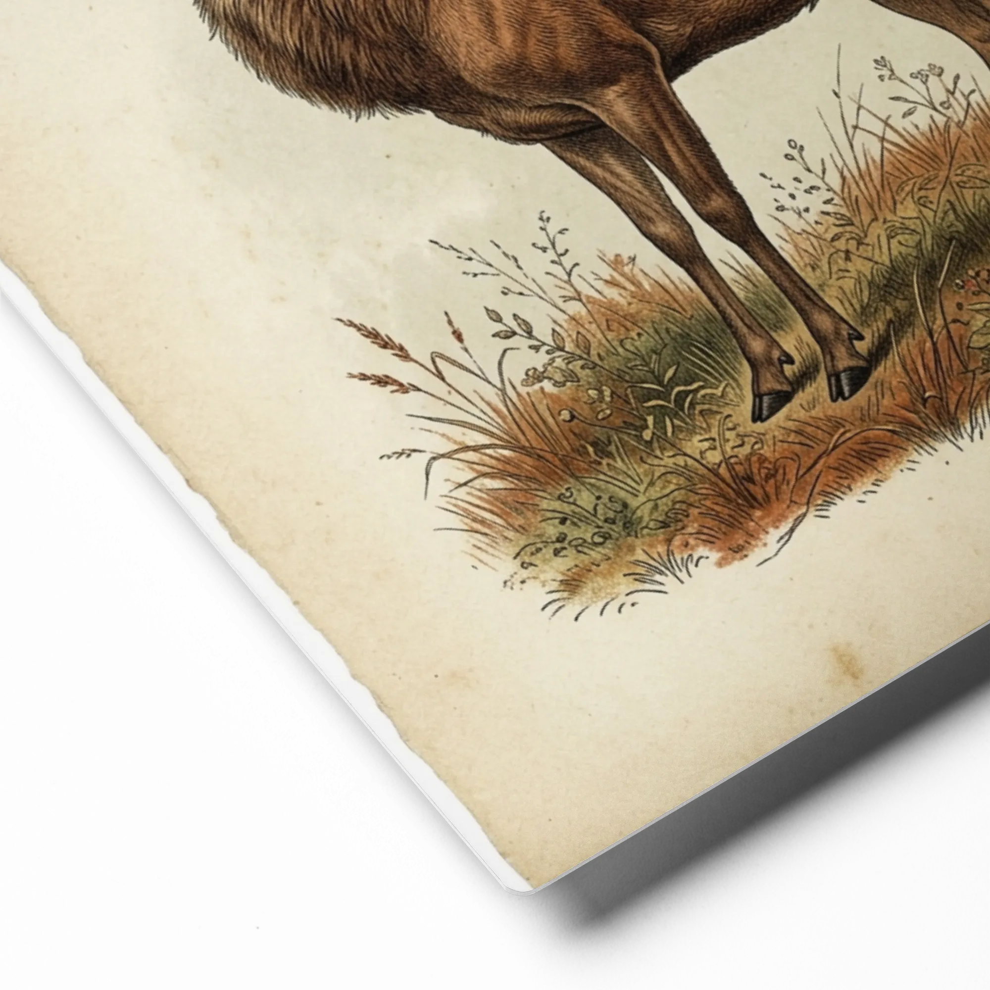 The Noble Stag Engraving | Art Print