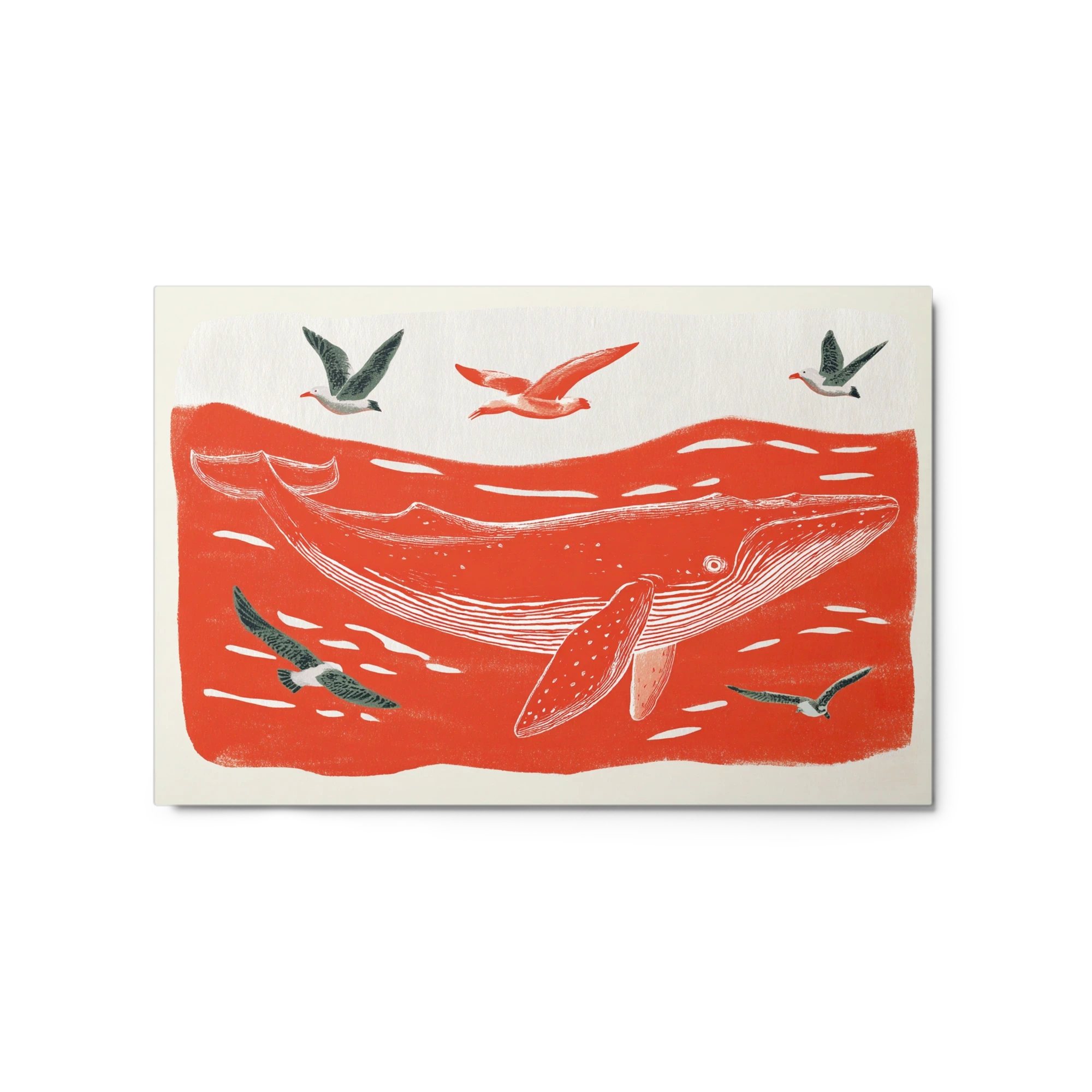 Crimson Sea Humpback