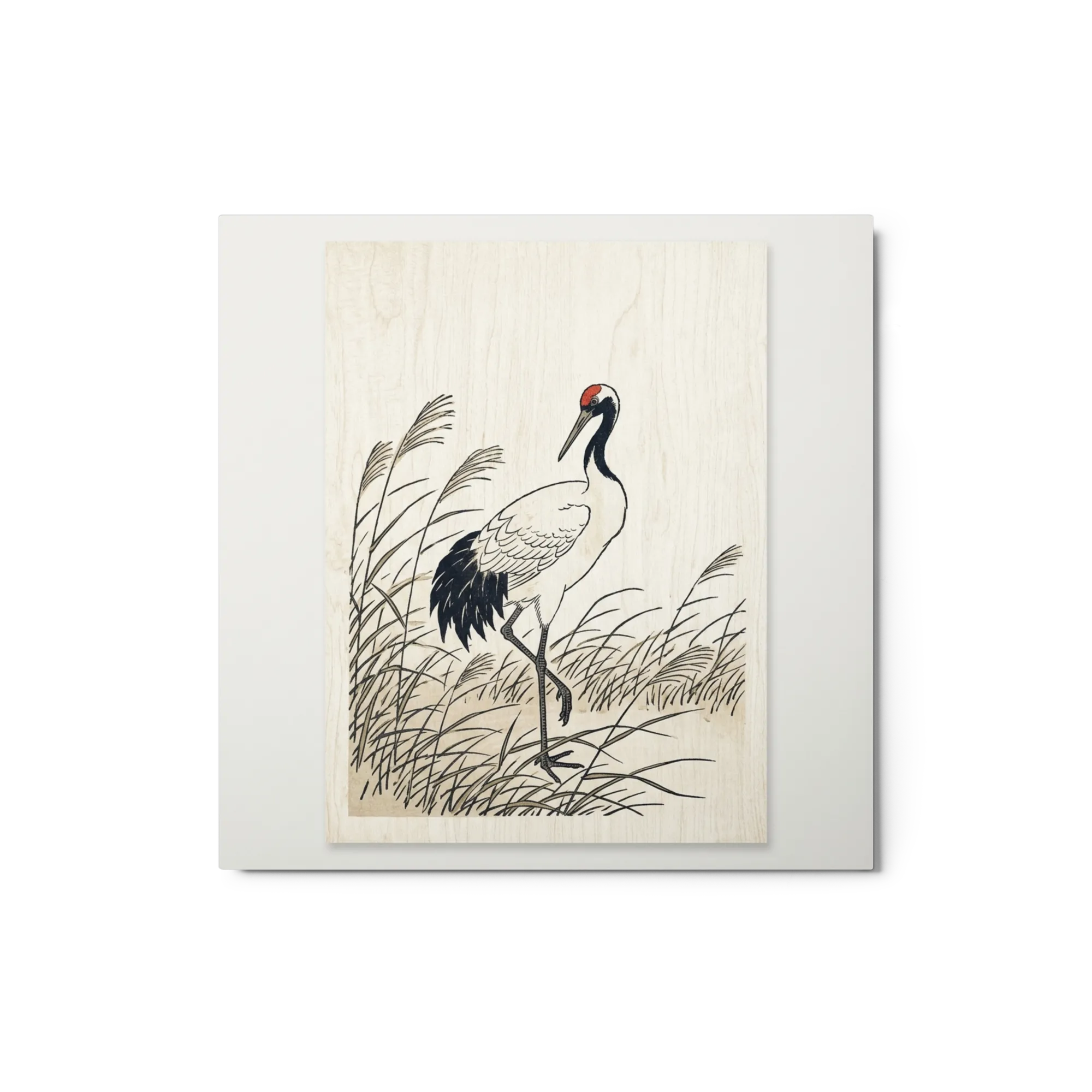 Grou-coroado Entre Juncos