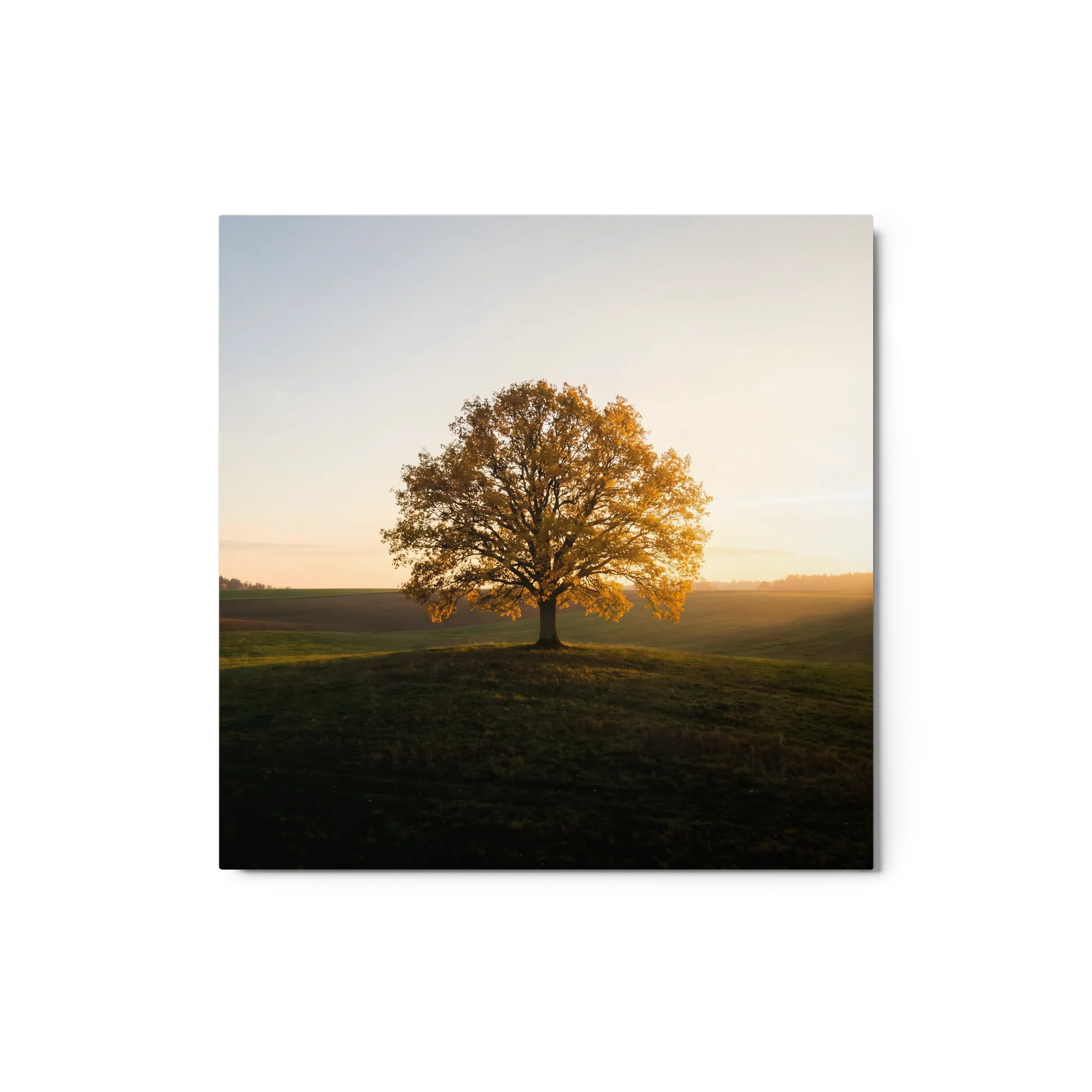 Golden Hour Tree 
 Canvas with Black Frame