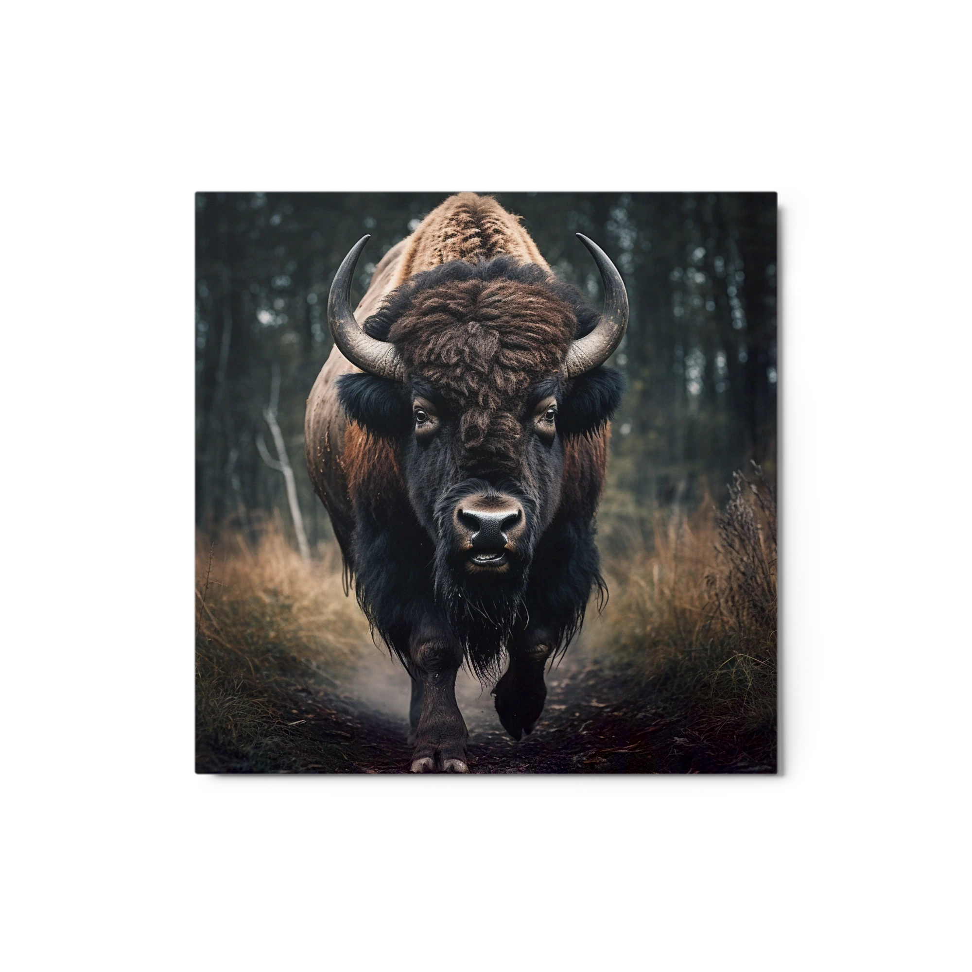Bison in Forest Photograph