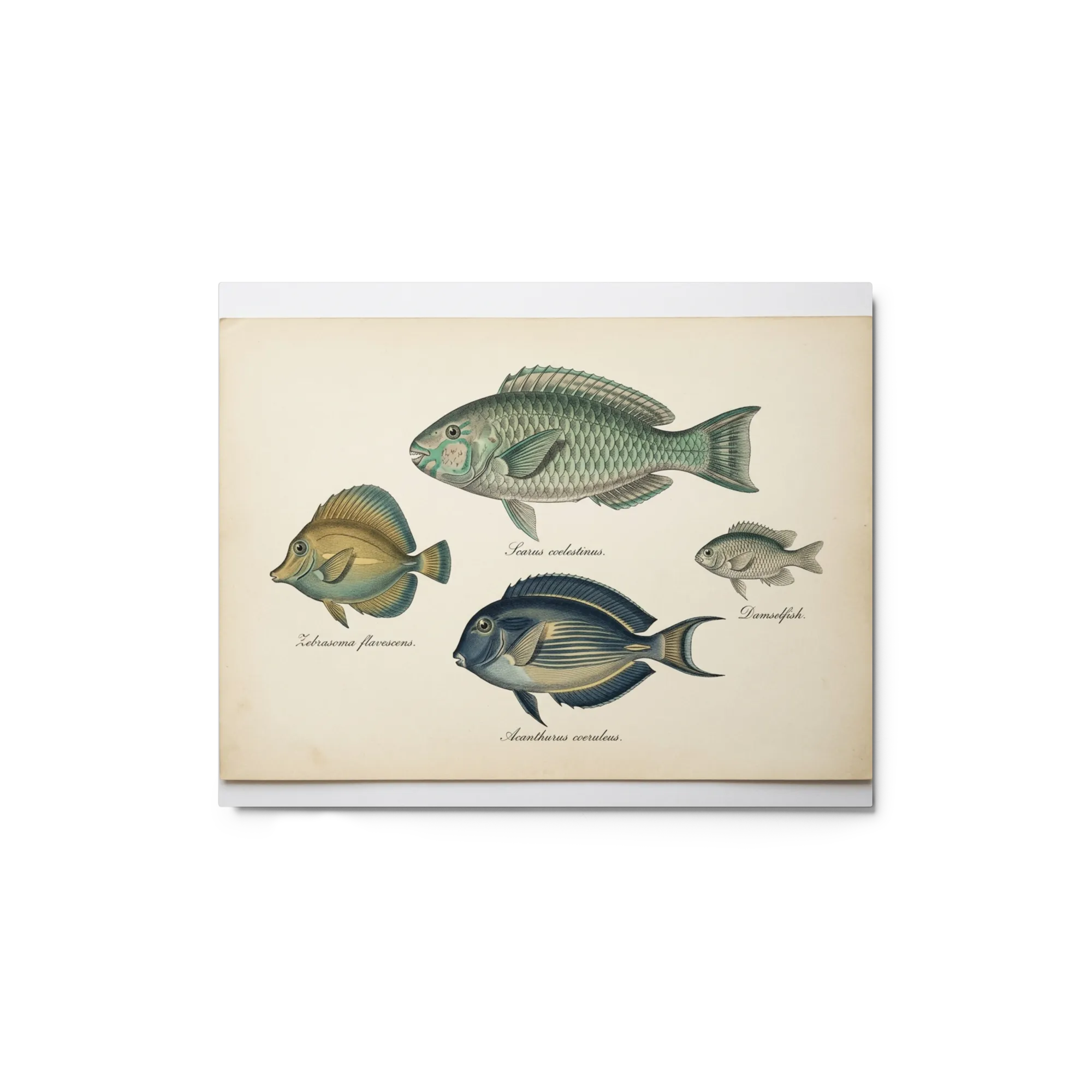 Antique Marine Life Engravings