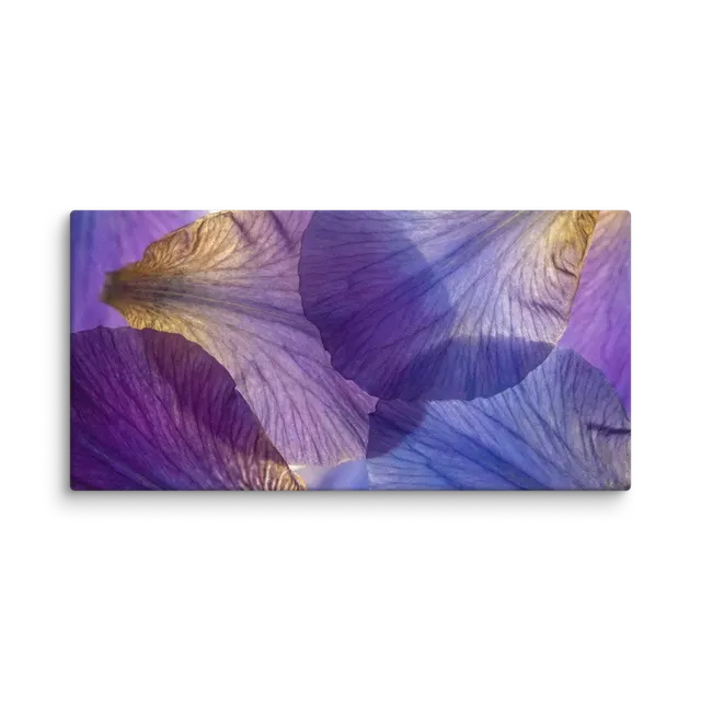 Translucent Iris Petals | Art Print