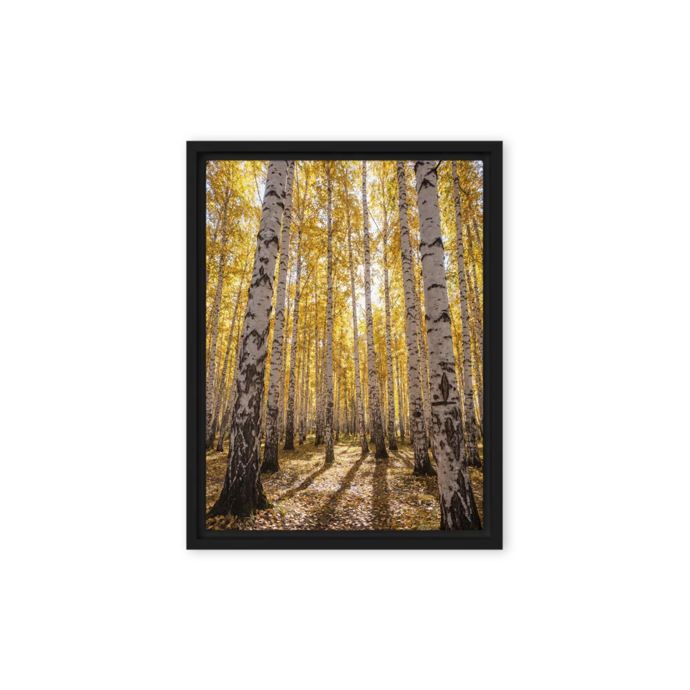 Golden Birch Grove in Autumn | Art Print