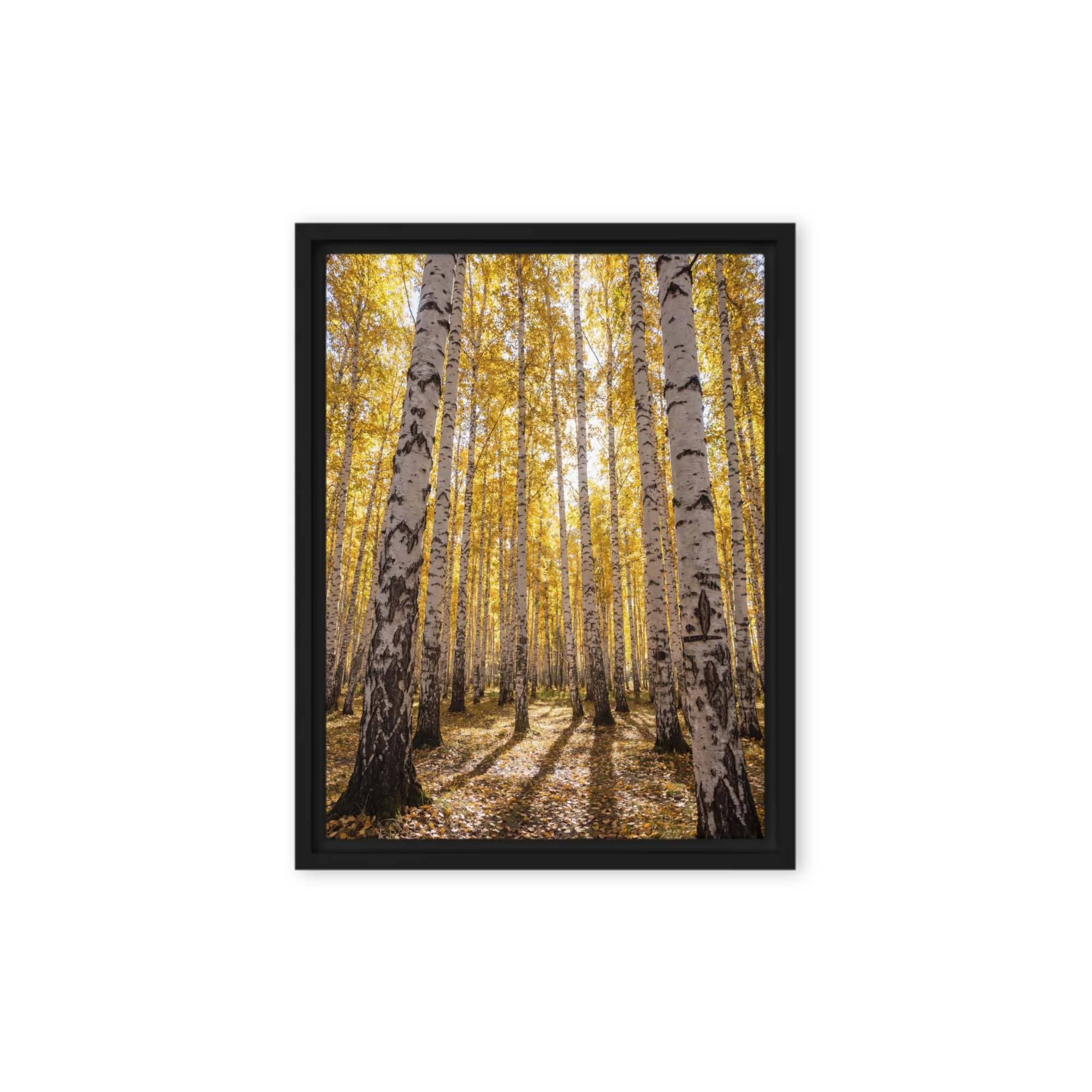 Golden Birch Grove in Autumn