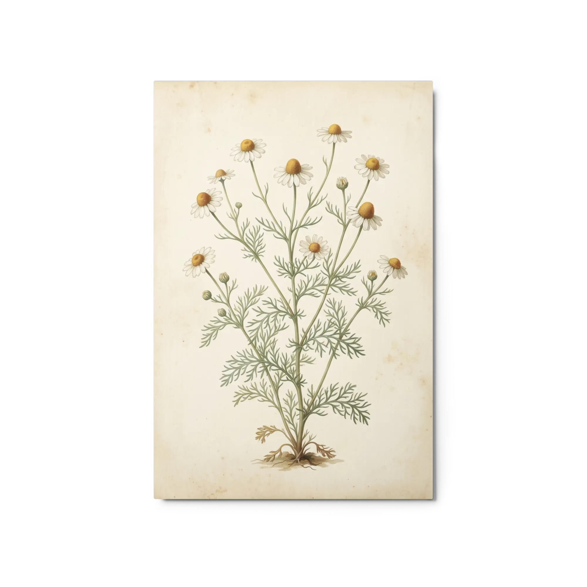 Matricaria Chamomilla