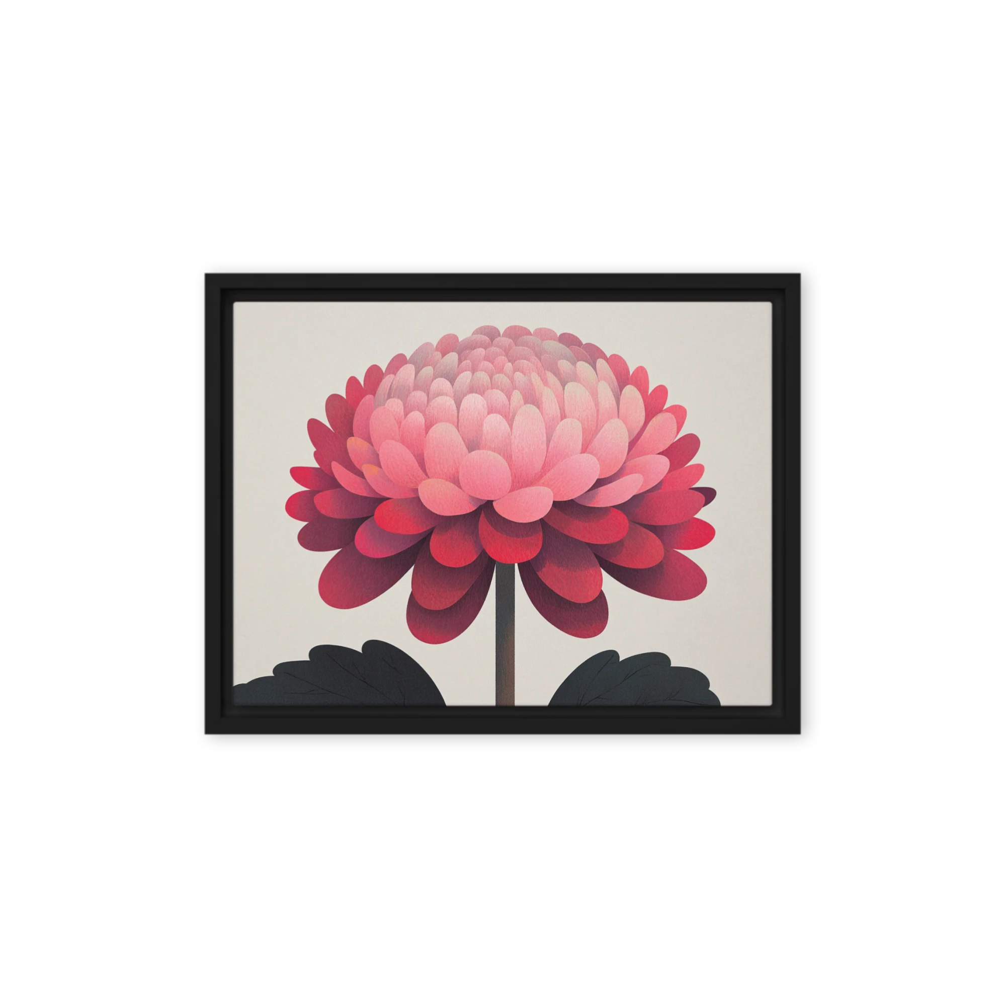 Pink Chrysanthemum