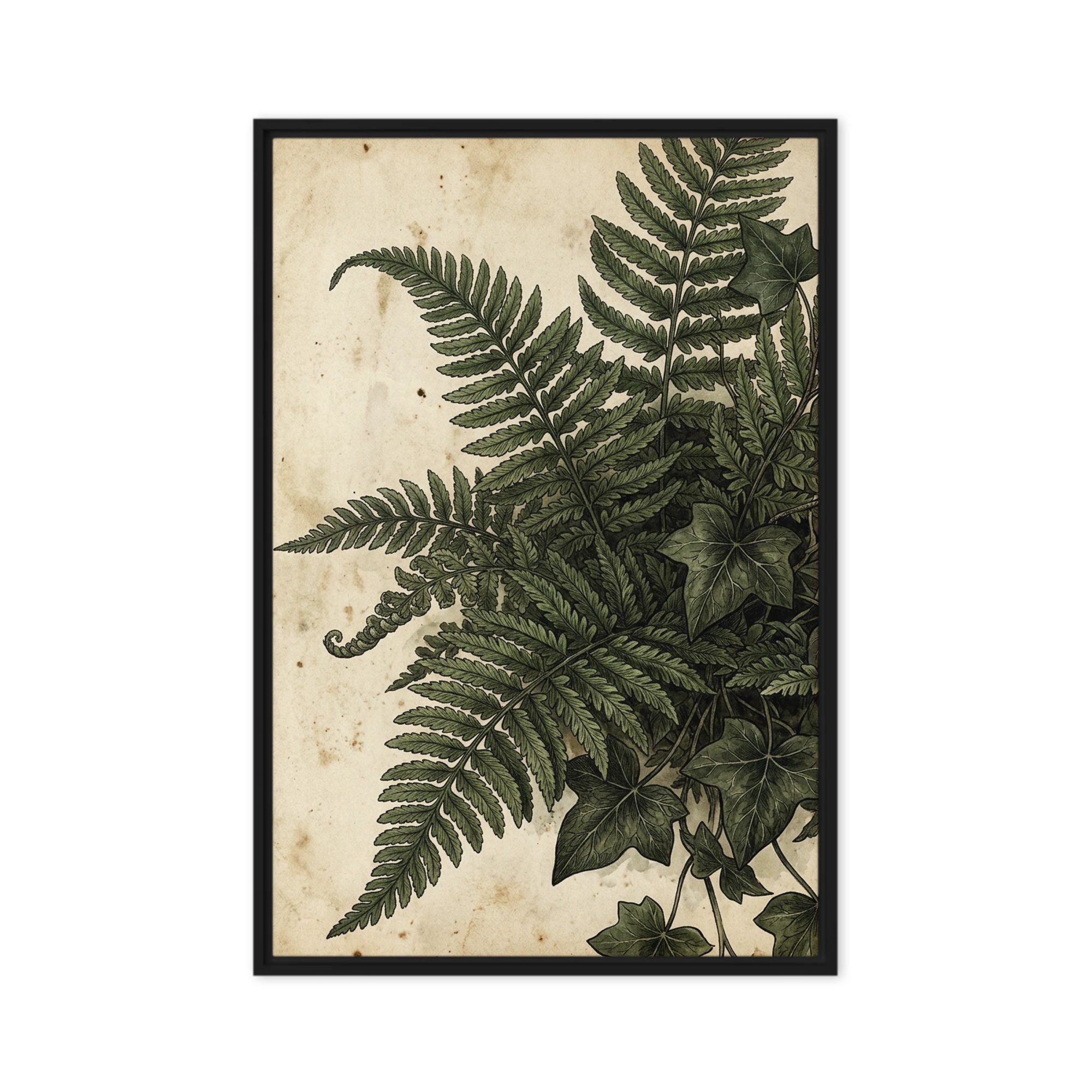 Antique Fern Illustration