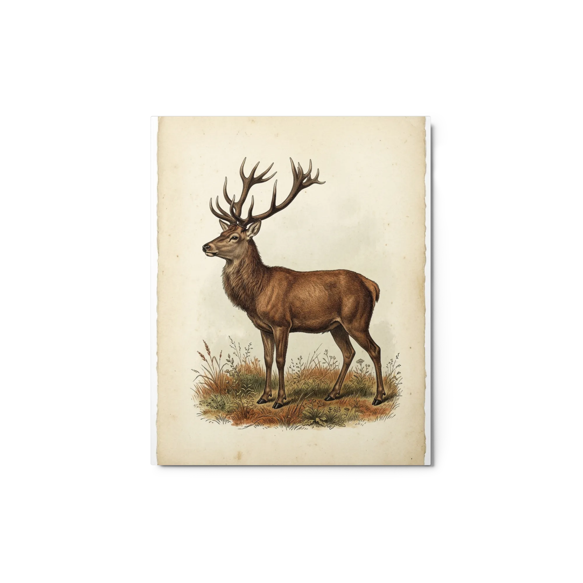 The Noble Stag