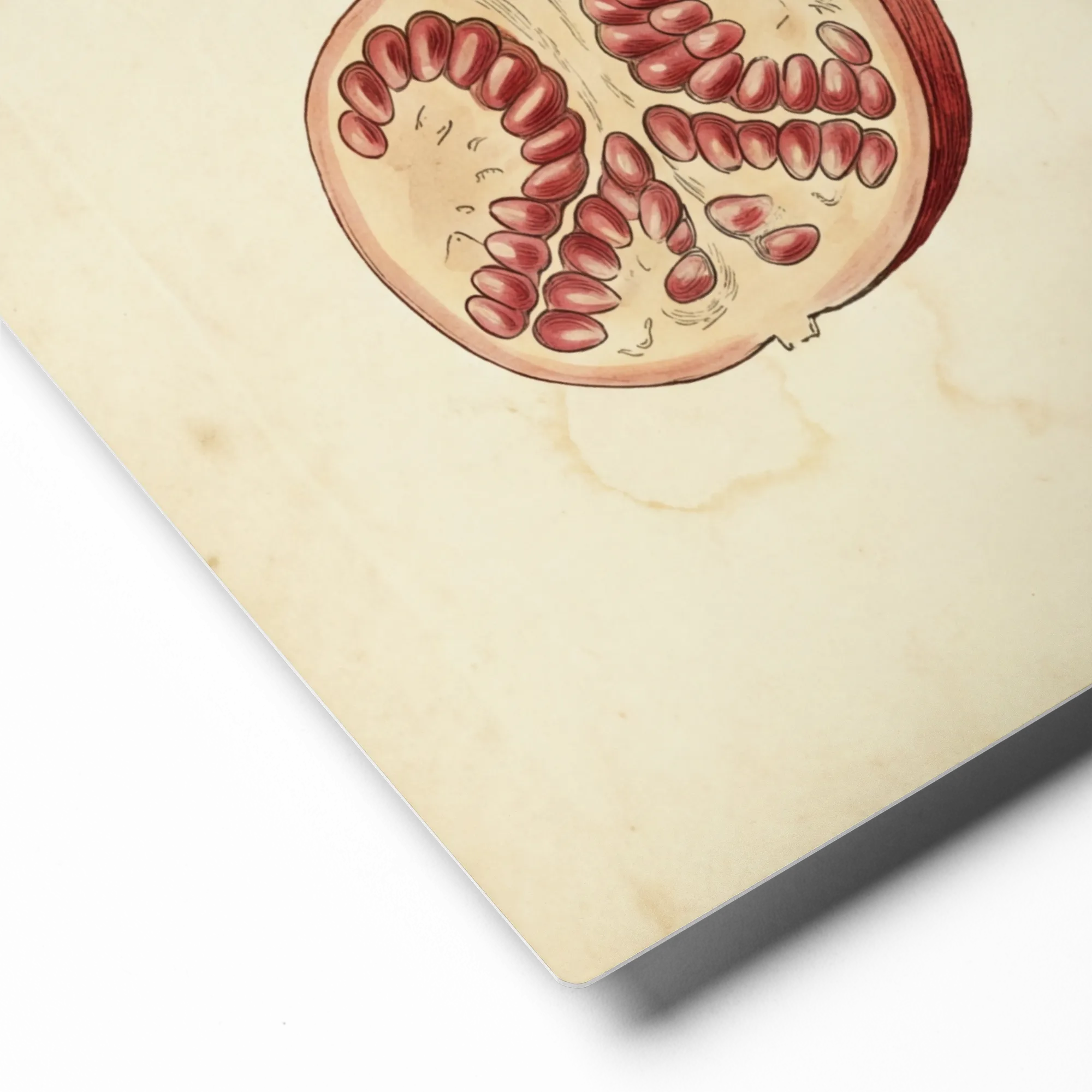 Pomegranate Botanical Study 
 Canvas | 8″x 12″