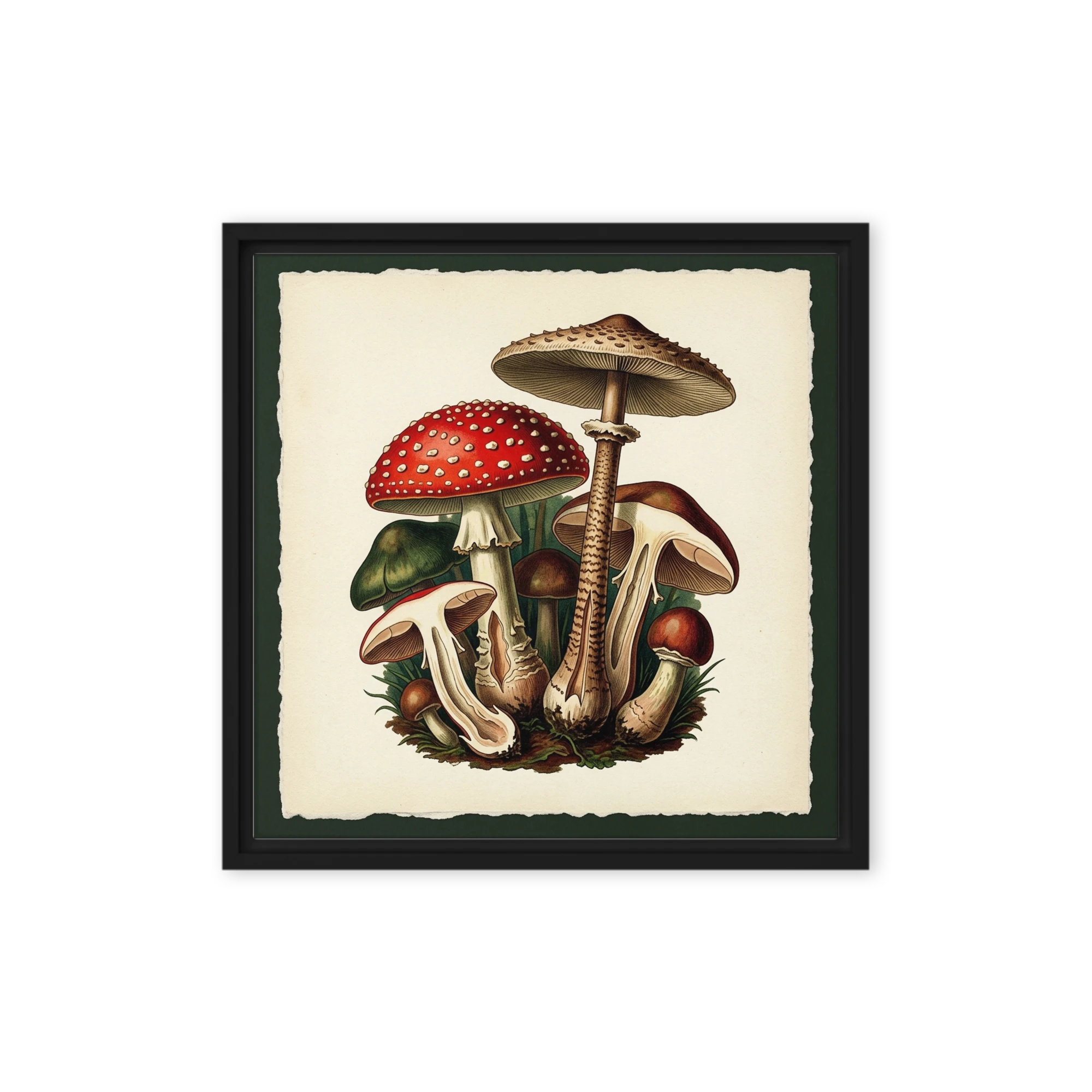 Forest Fungi Gathering