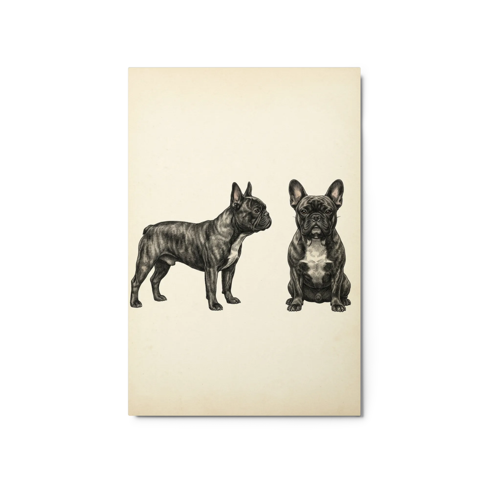 French Bulldog Portraits