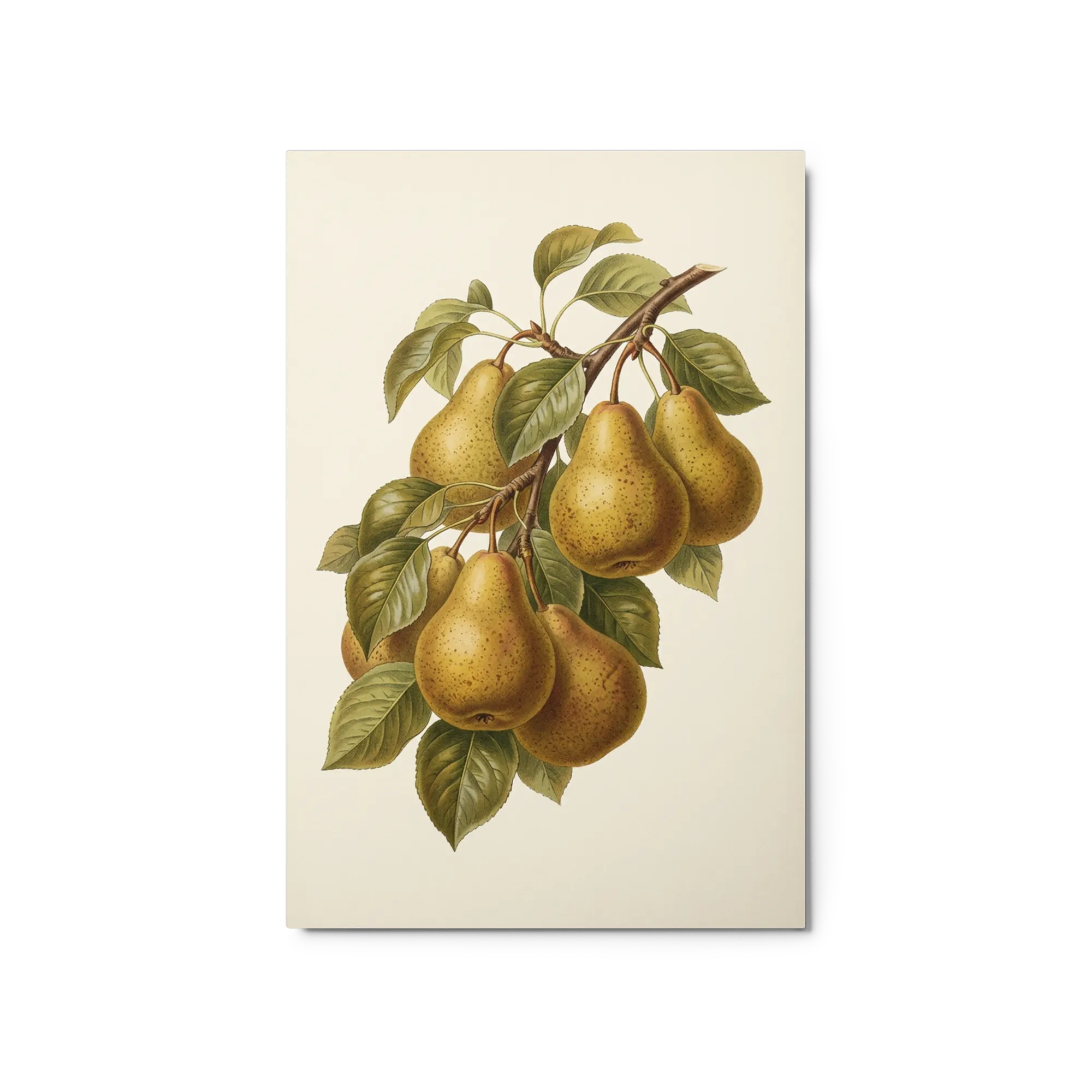 Vintage Pear Branch