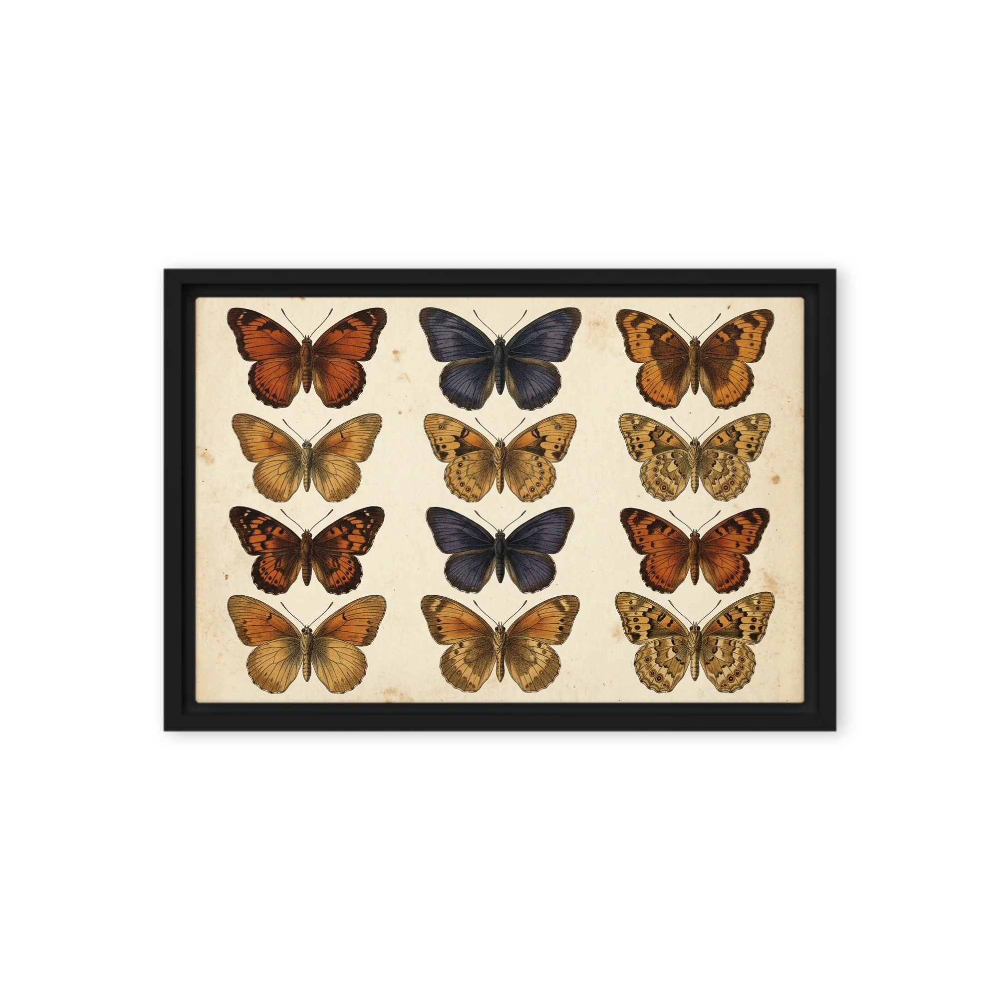 Entomological Butterfly Study