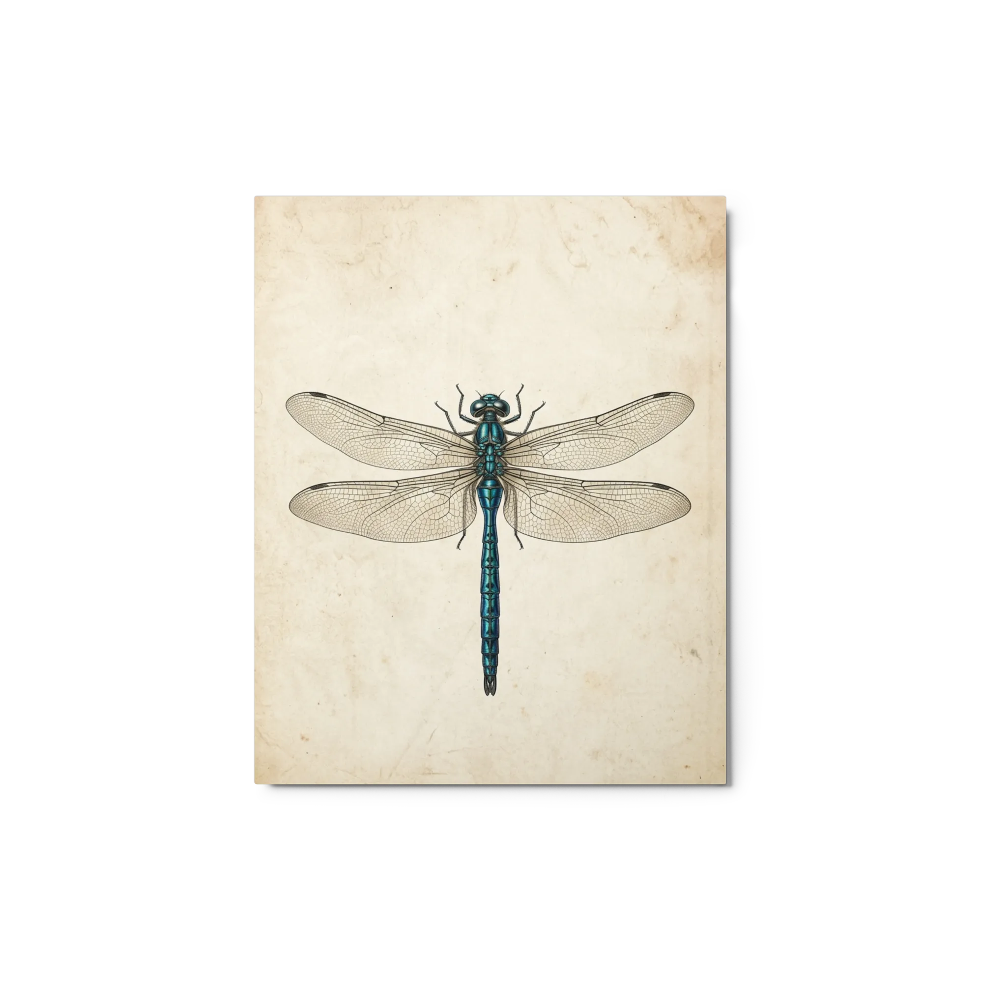 Teal Dragonfly Engraving 
 Paper Print With Red oak Frame & Mat | 12″x 16″