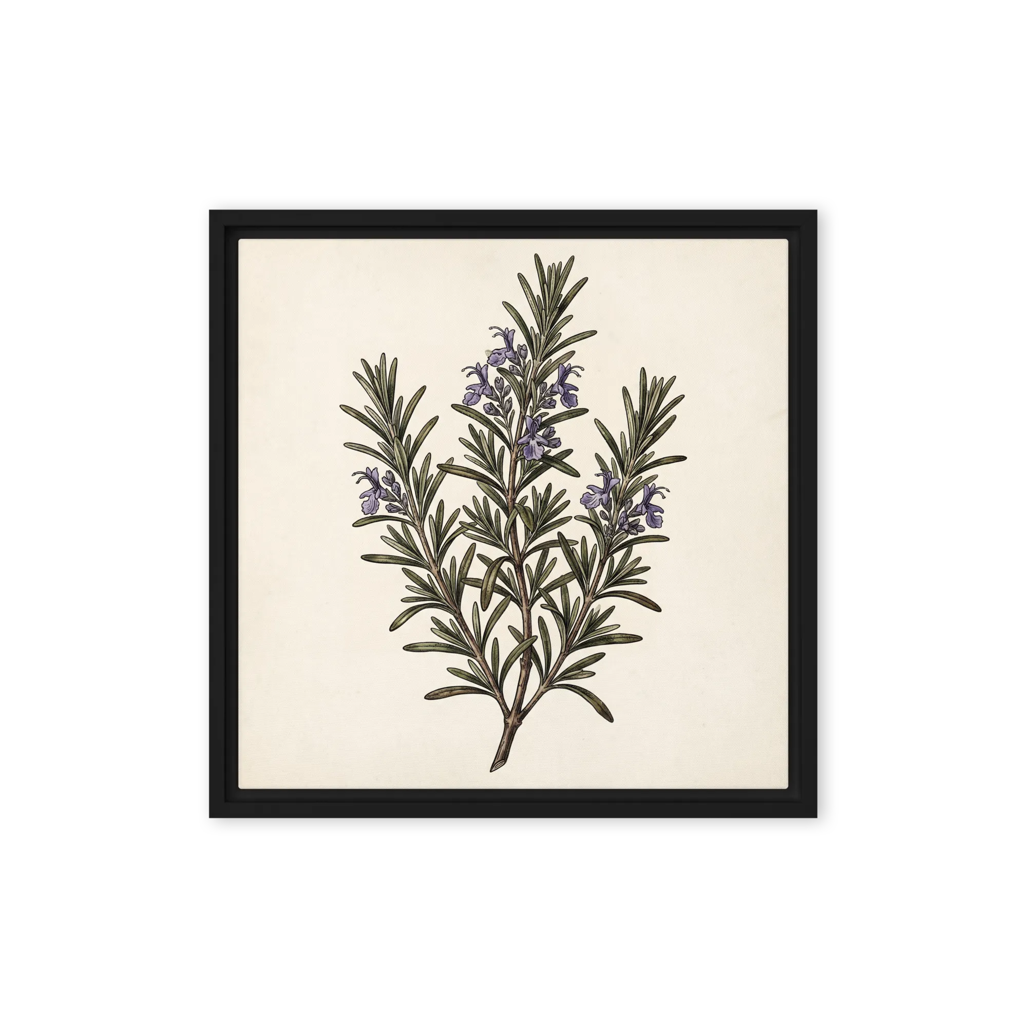 Vintage Rosemary Illustration