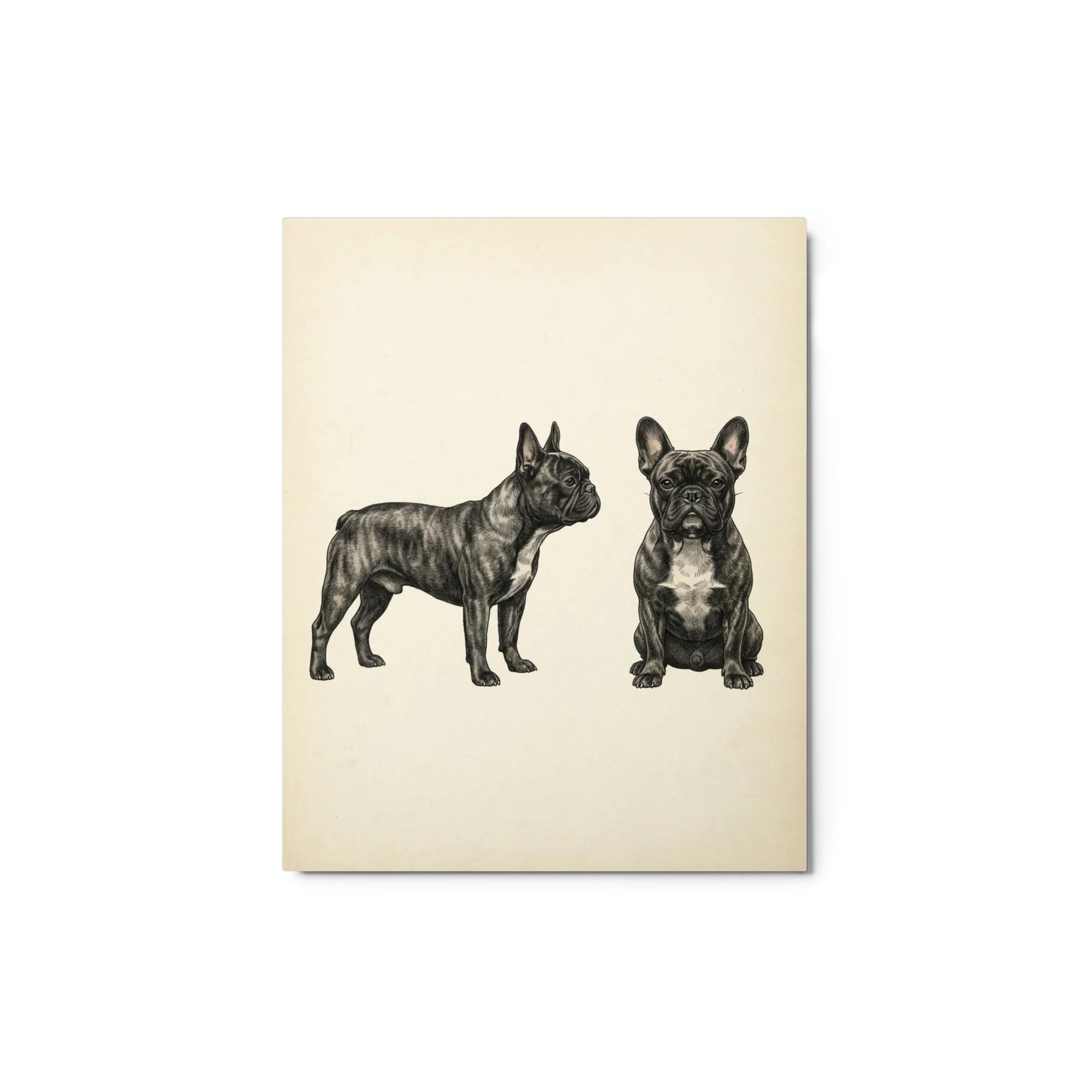 French Bulldog Portraits
