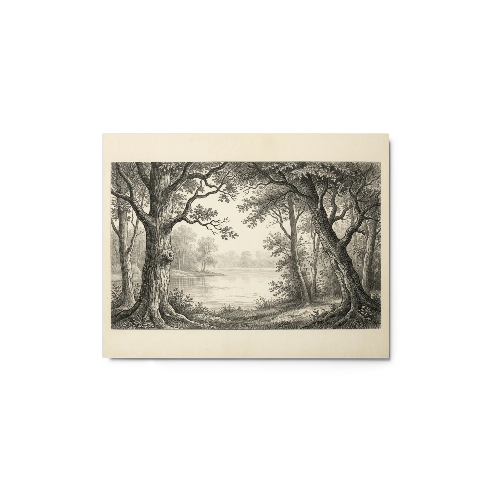 The Lakeside Forest