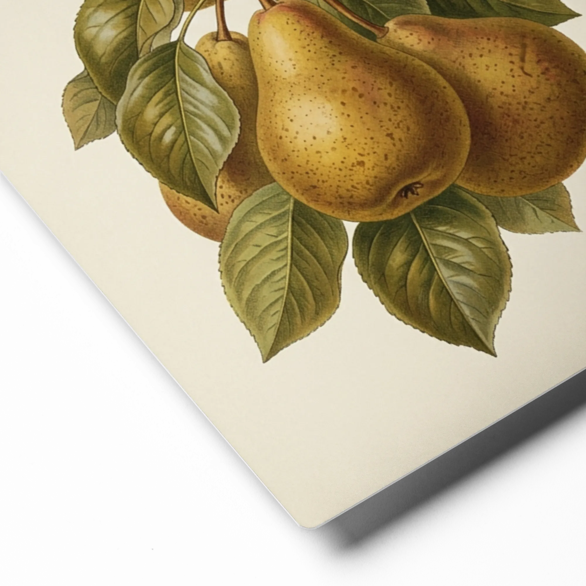 Vintage Pear Branch | Art Print