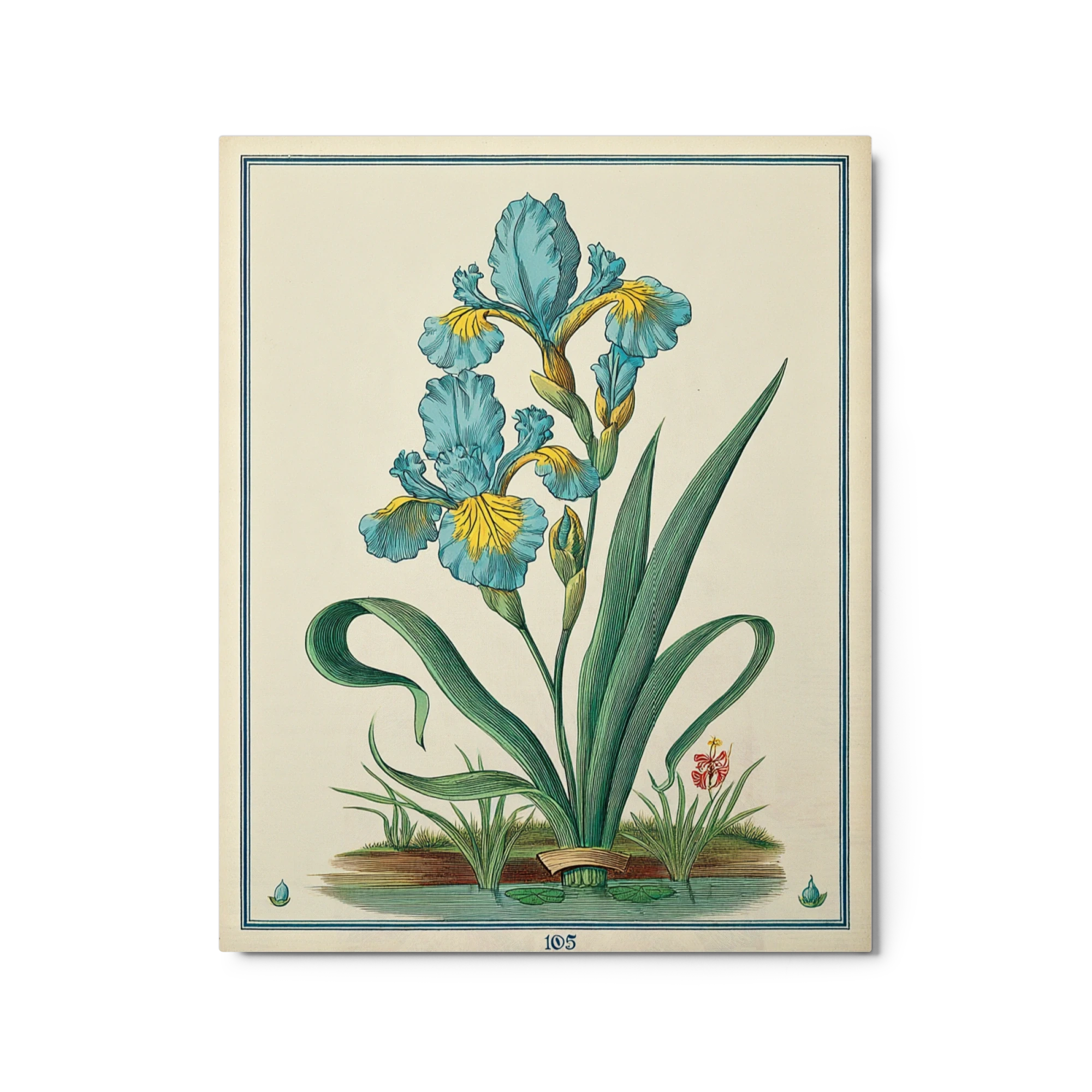 Blue Iris Botanical Plate