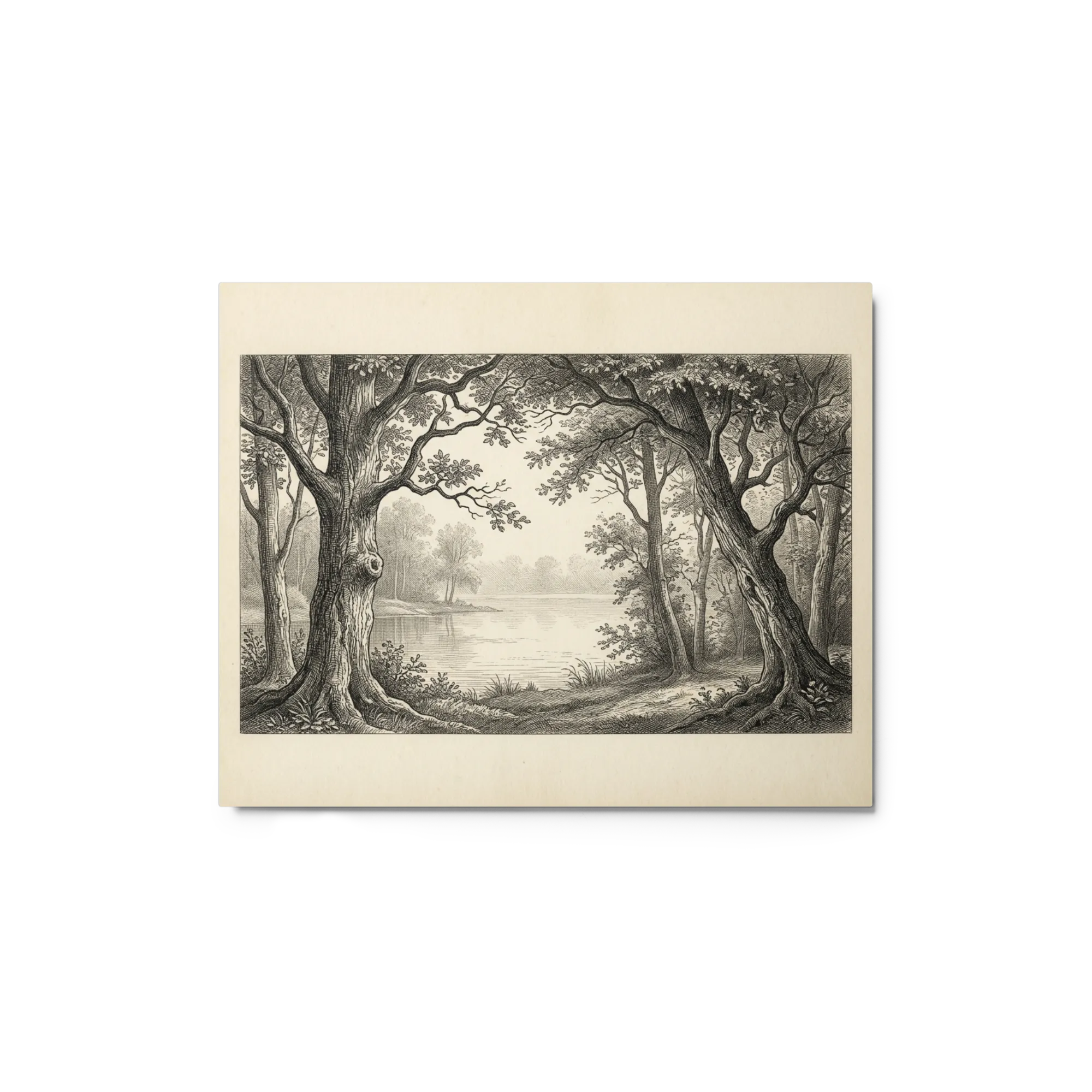The Lakeside Forest