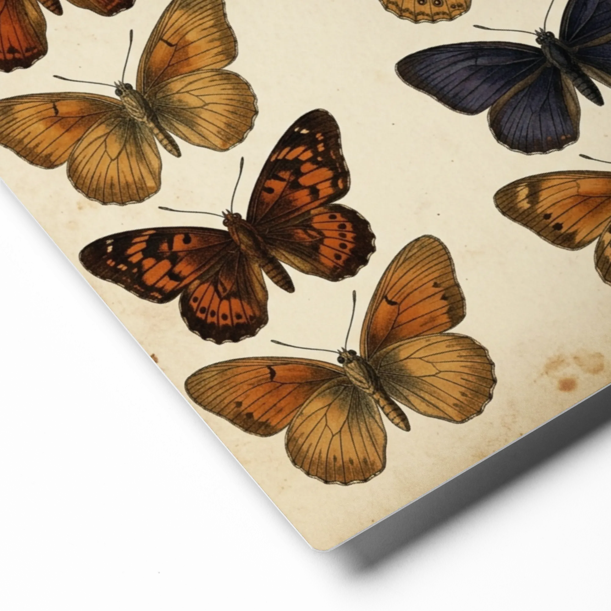Entomological Butterfly Study 
 Poster with Red oak Frame | 8″x 10″