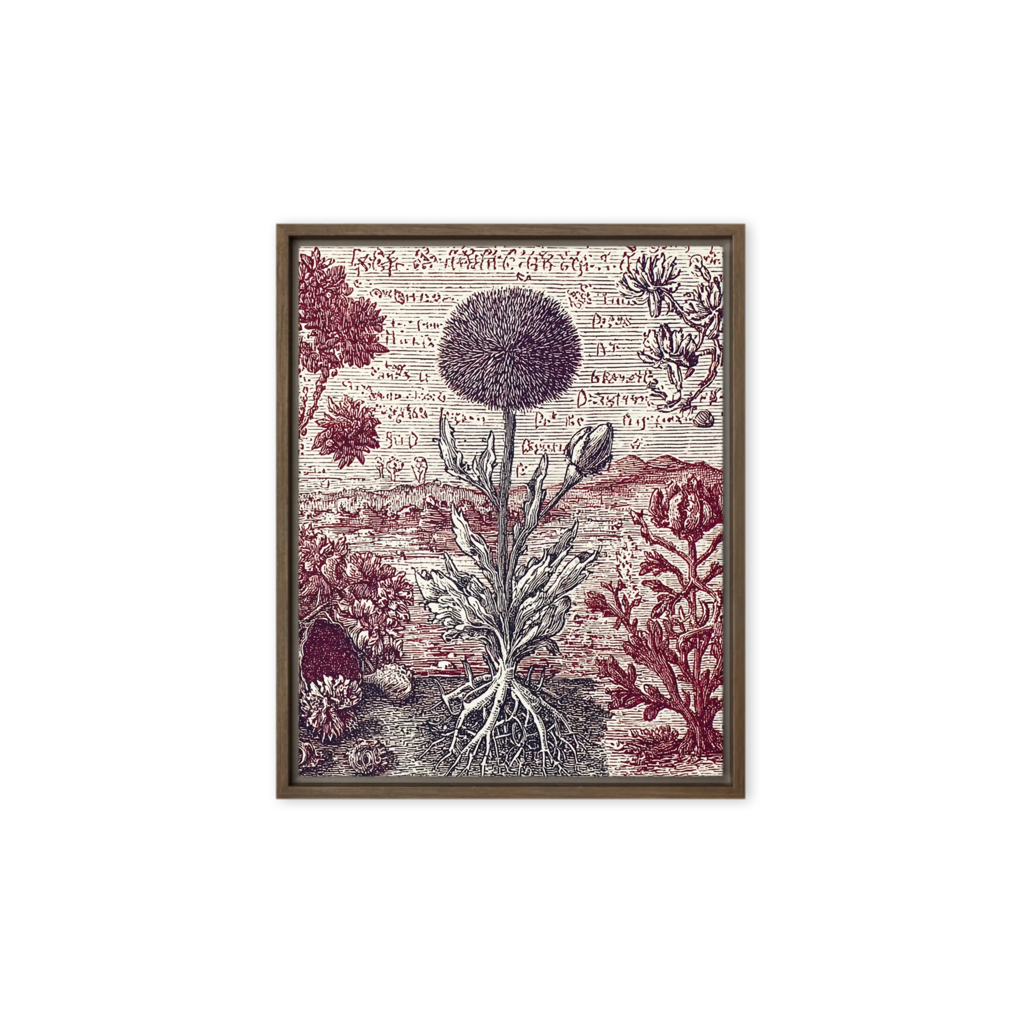 The Globe Thistle Study