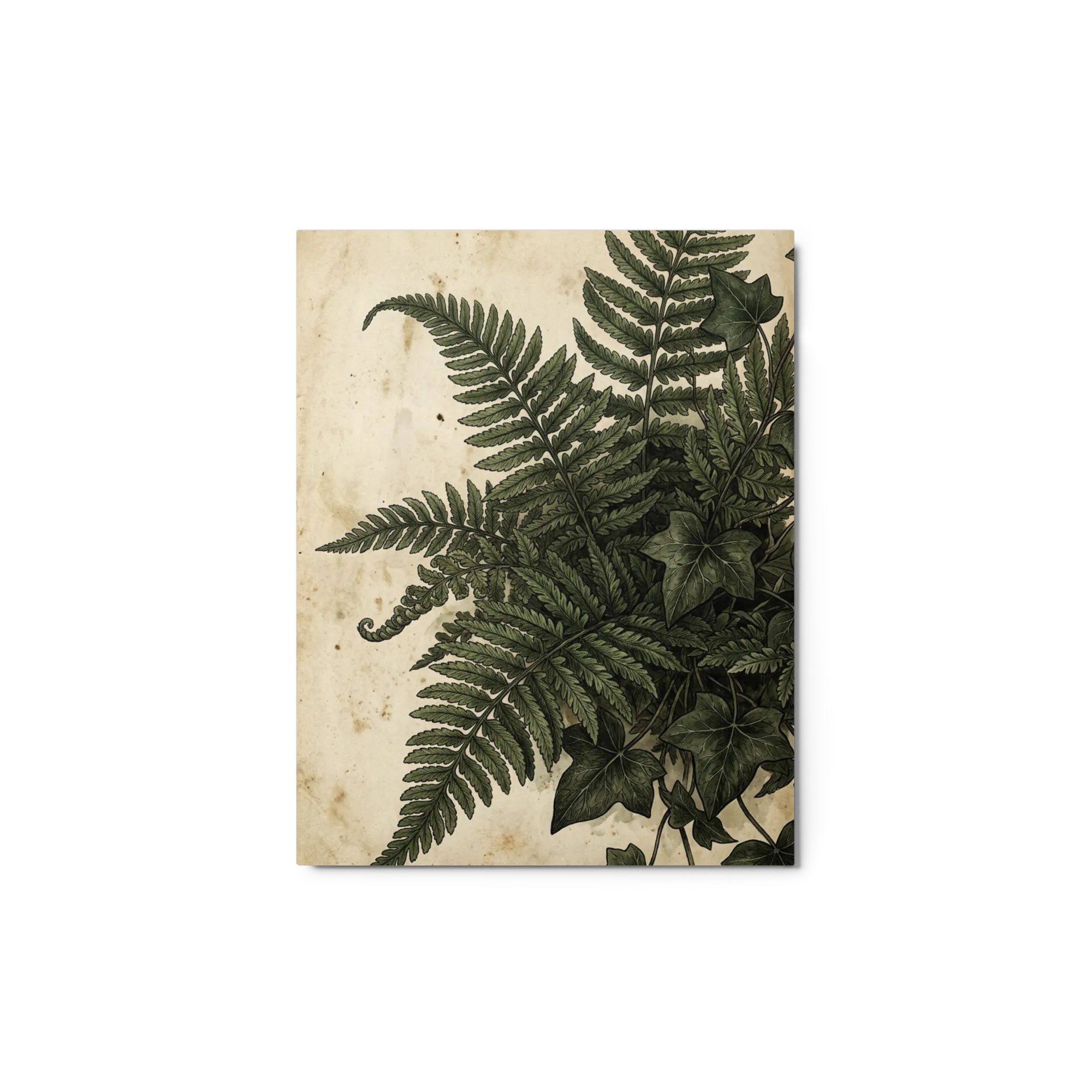 Antique Fern Illustration