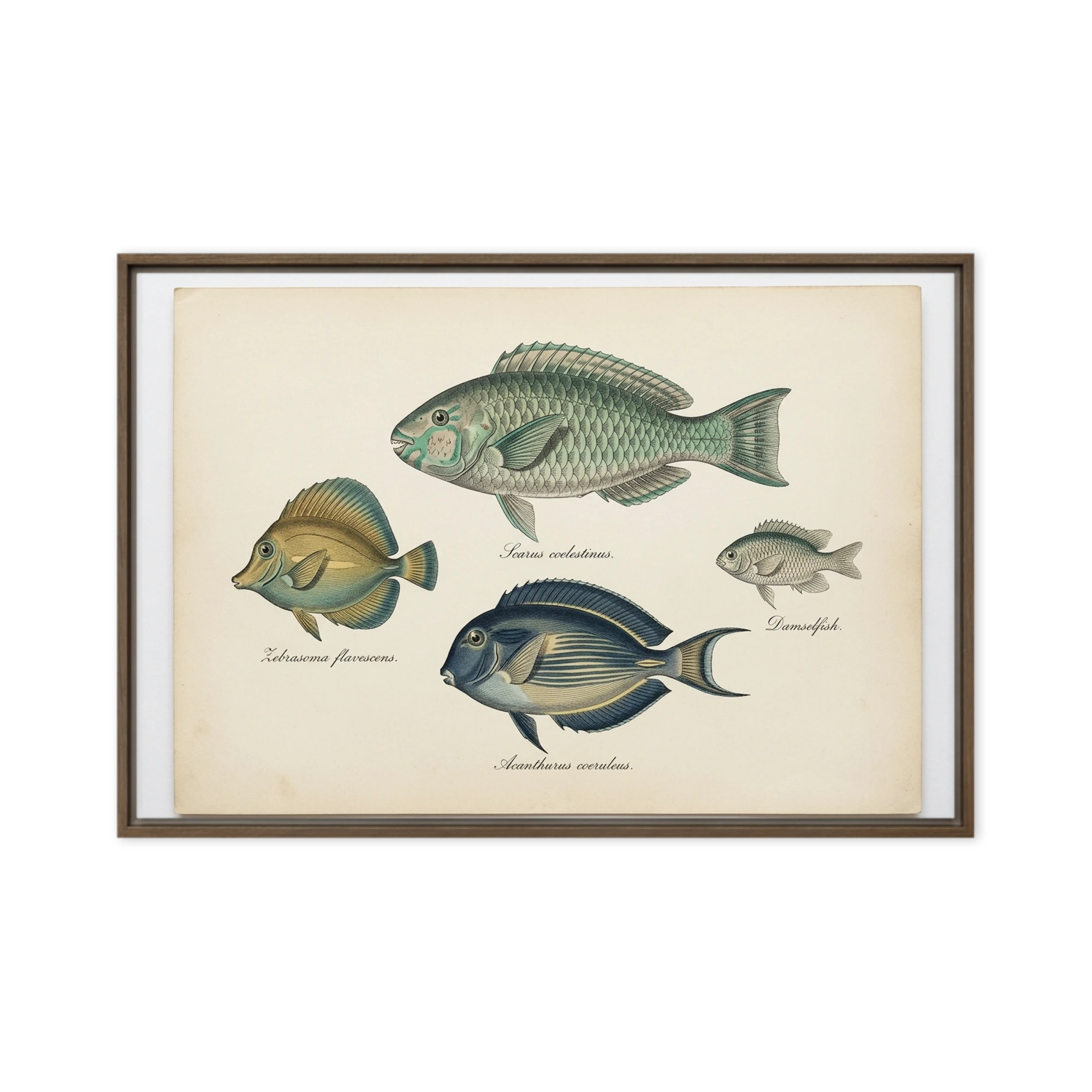 Antique Marine Life Engravings