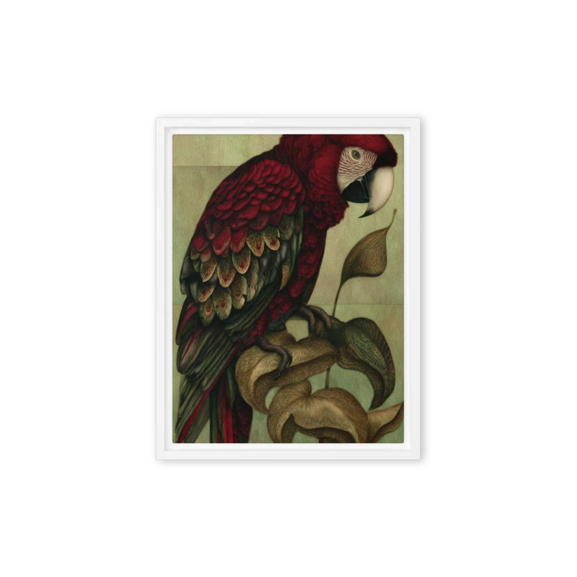 The Crimson Macaw