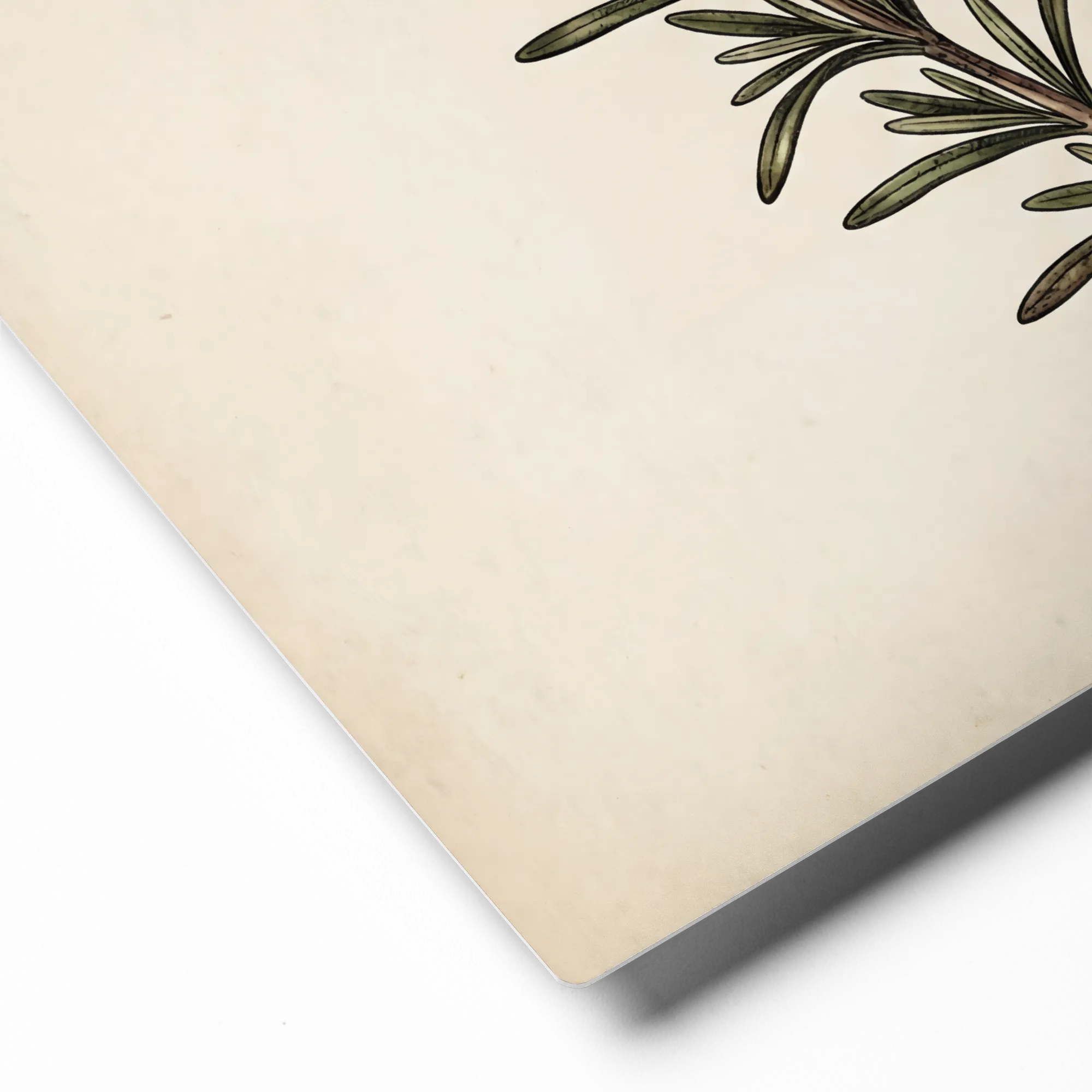 Vintage Rosemary Illustration 
 Poster with Black Frame | 16″x 16″