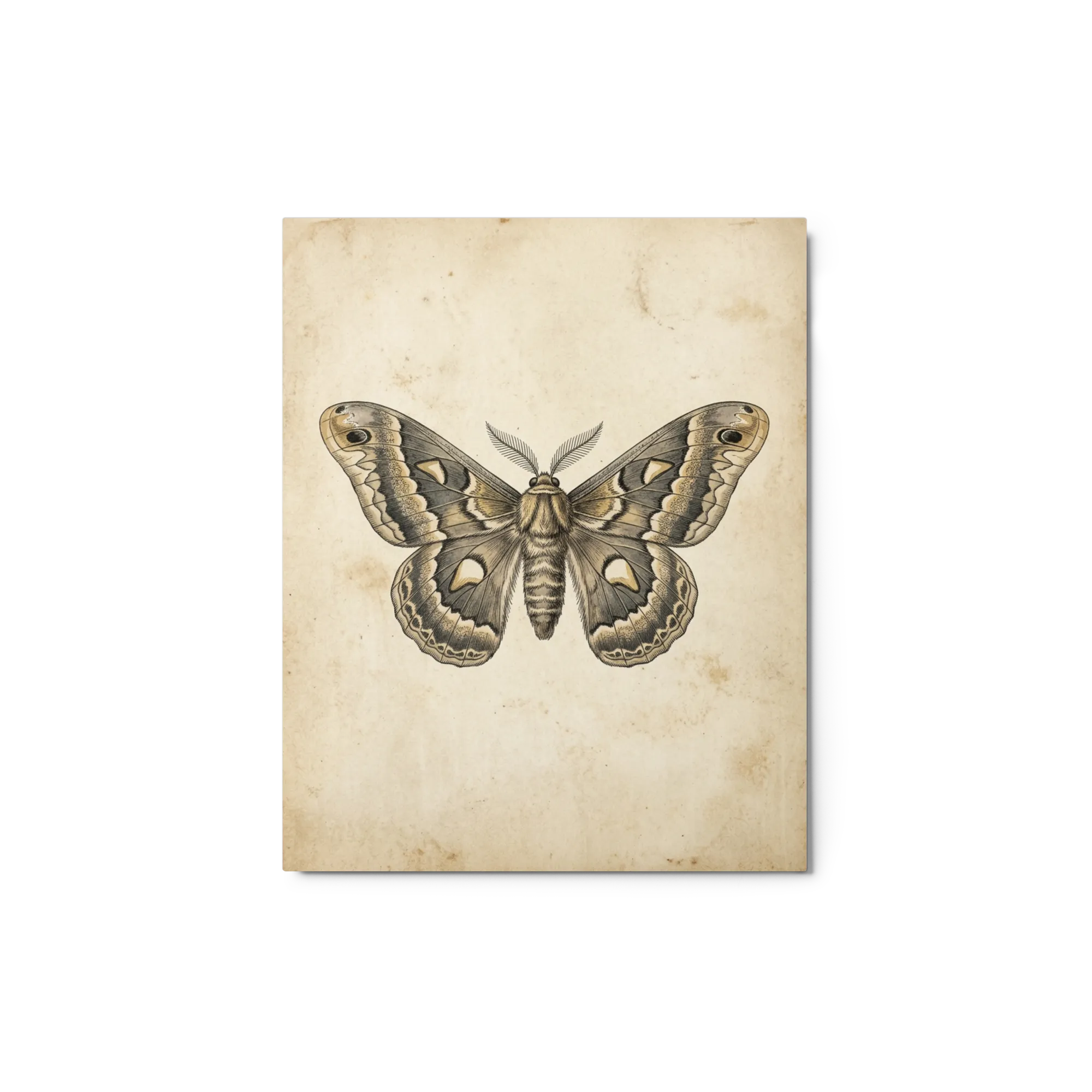 The Saturniidae Study