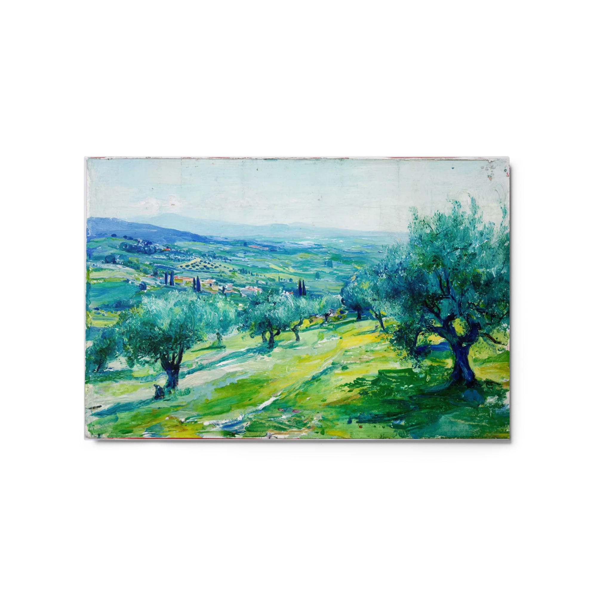 Sunny Olive Grove