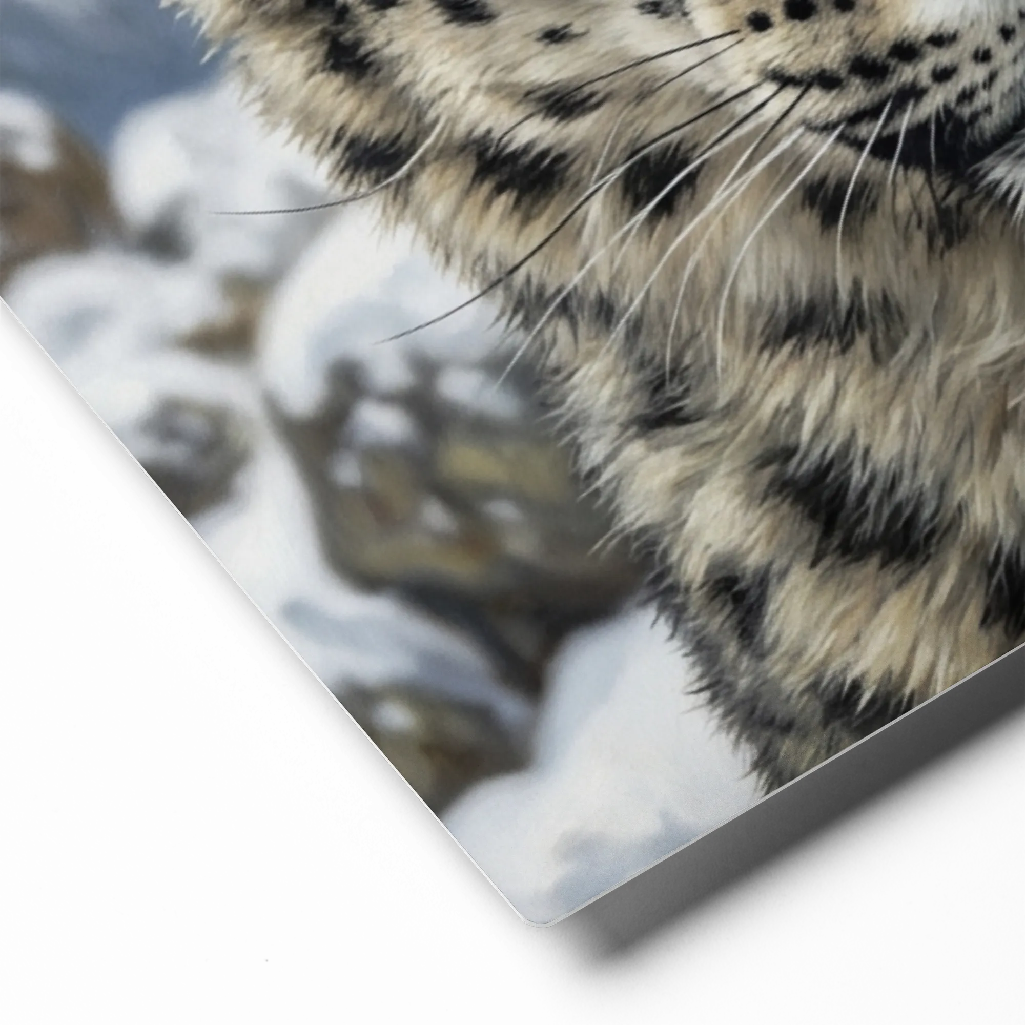 Gaze of the Snow Leopard