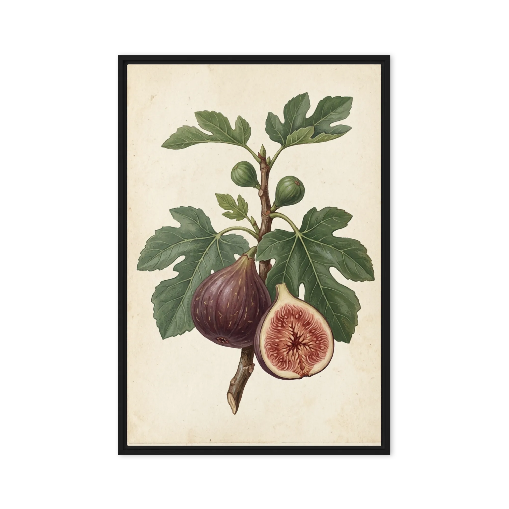 Antique Fig Study 
 Canvas with Brown Frame