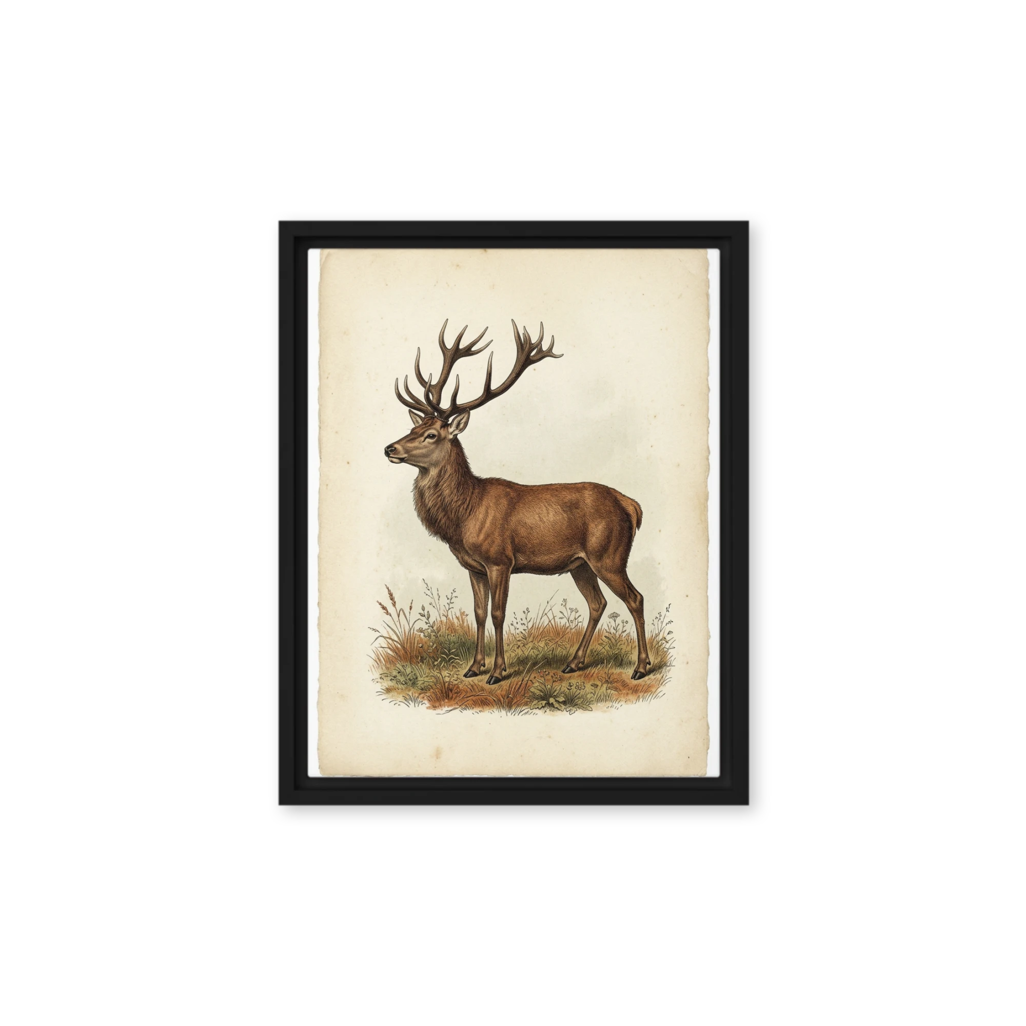 The Noble Stag Engraving | Art Print