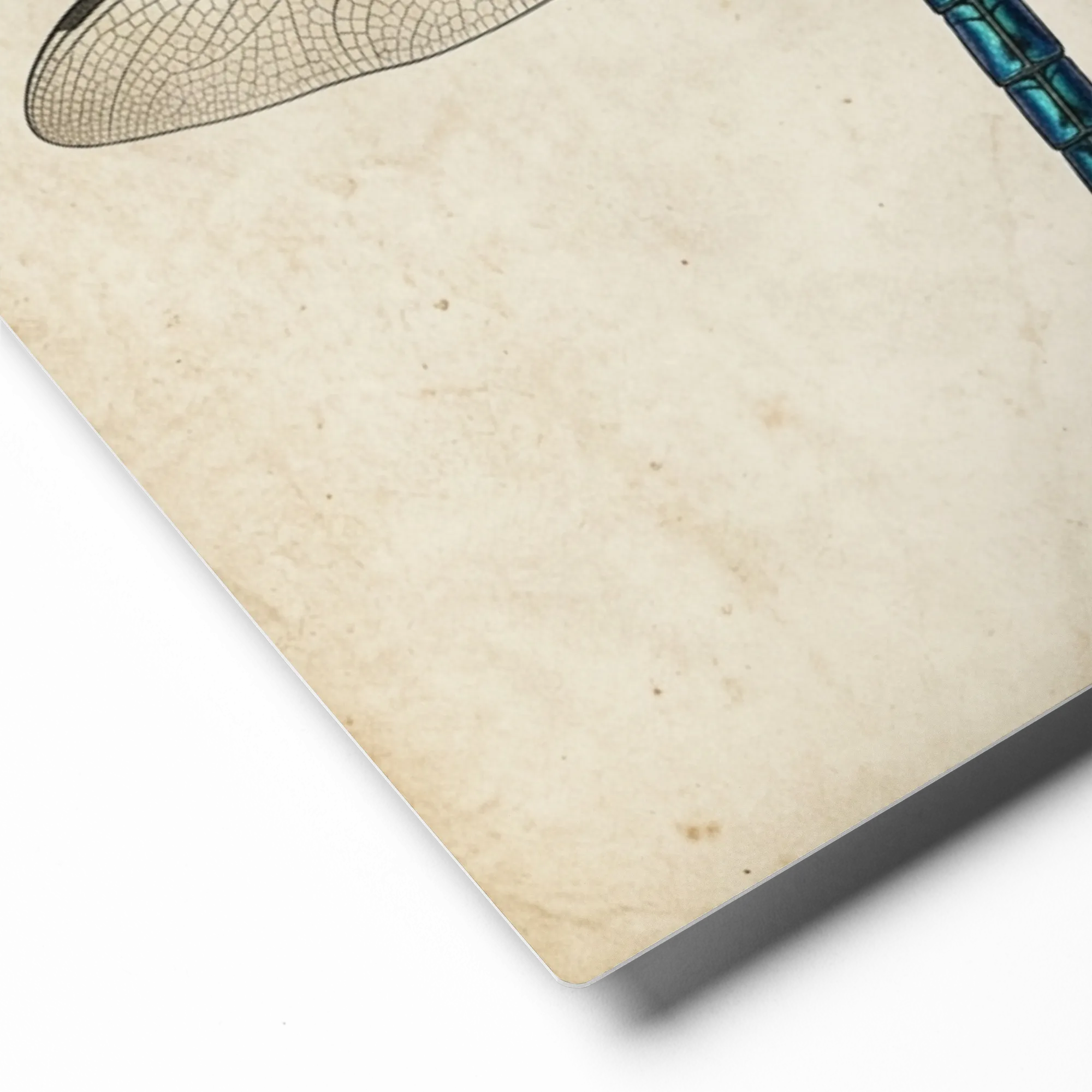 Teal Dragonfly Engraving 
 Canvas with White Frame