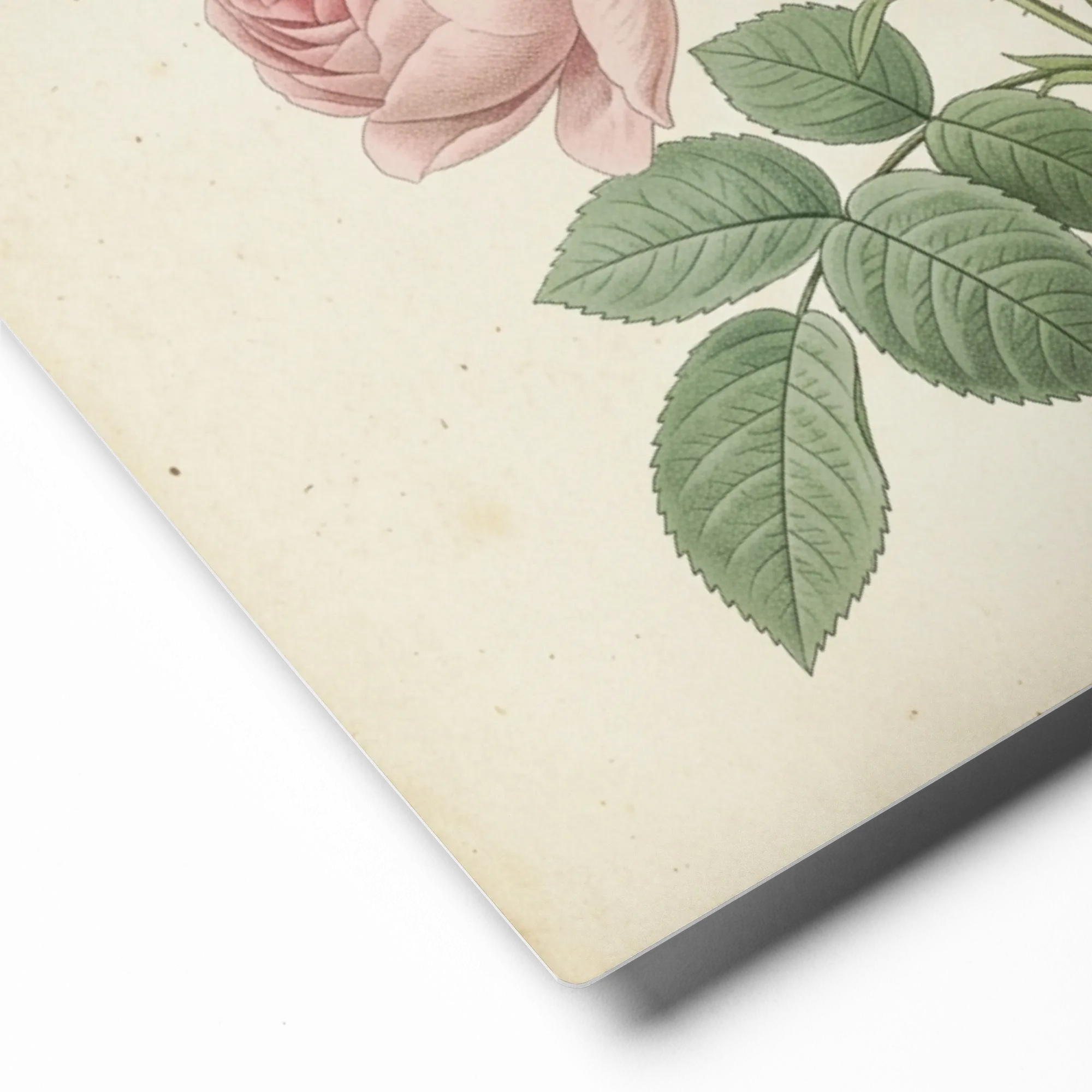 Vintage Botanical Roses 
 Metal Print | 12″x 12″
