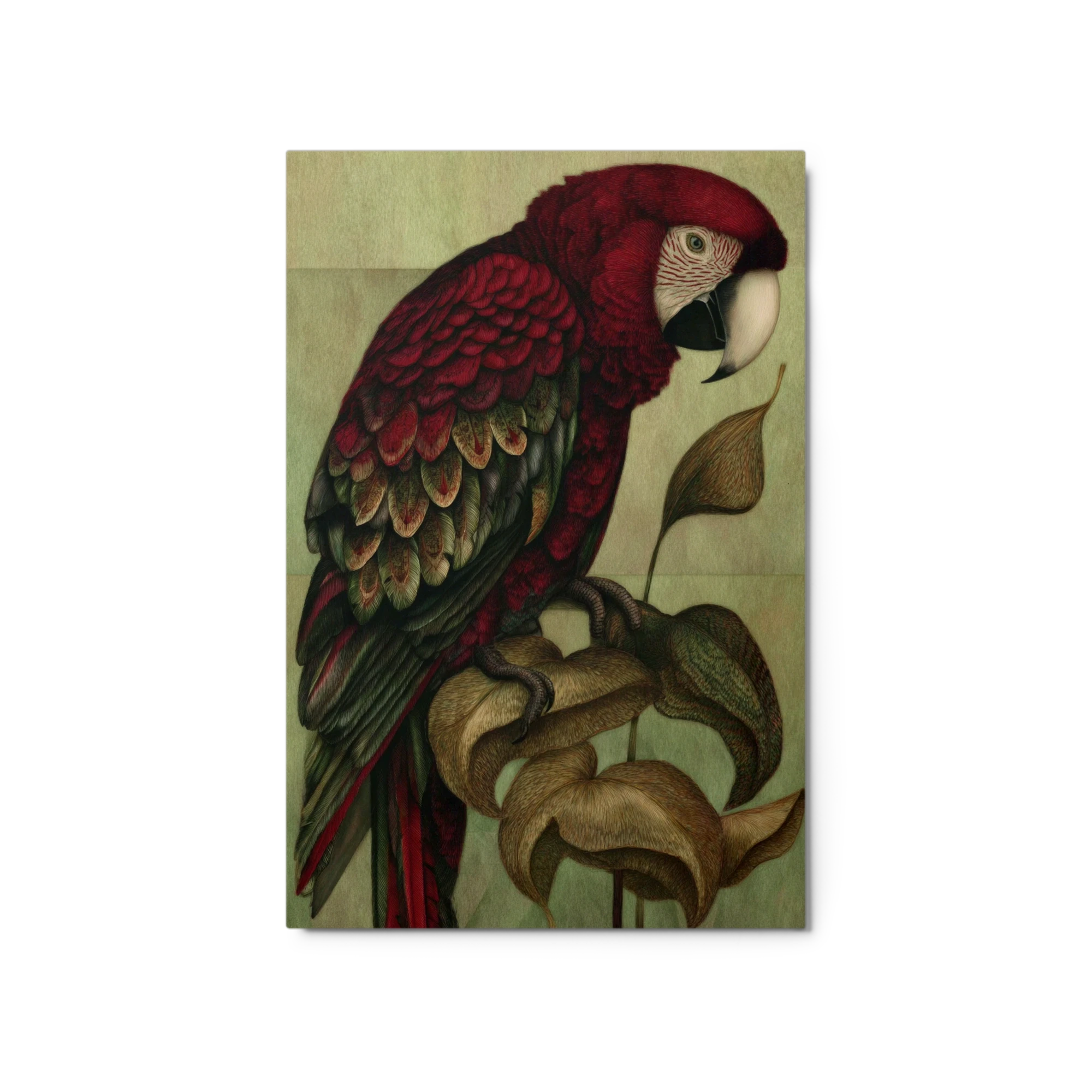 The Crimson Macaw
