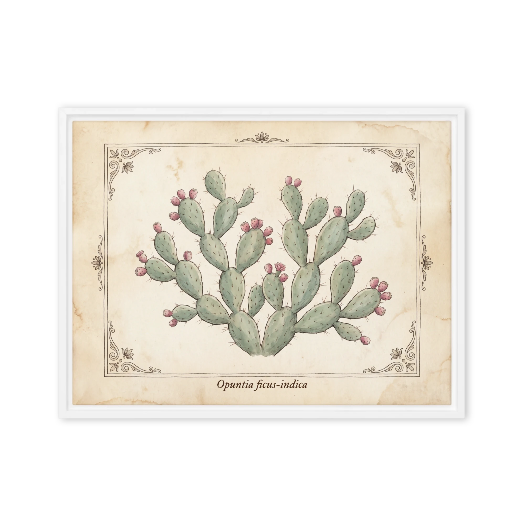 Opuntia Ficus-Indica Botanical Print | Art Print