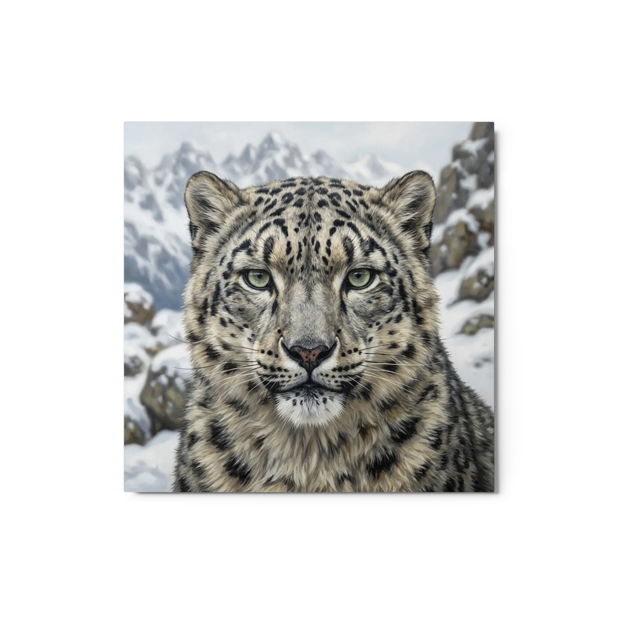 Gaze of the Snow Leopard