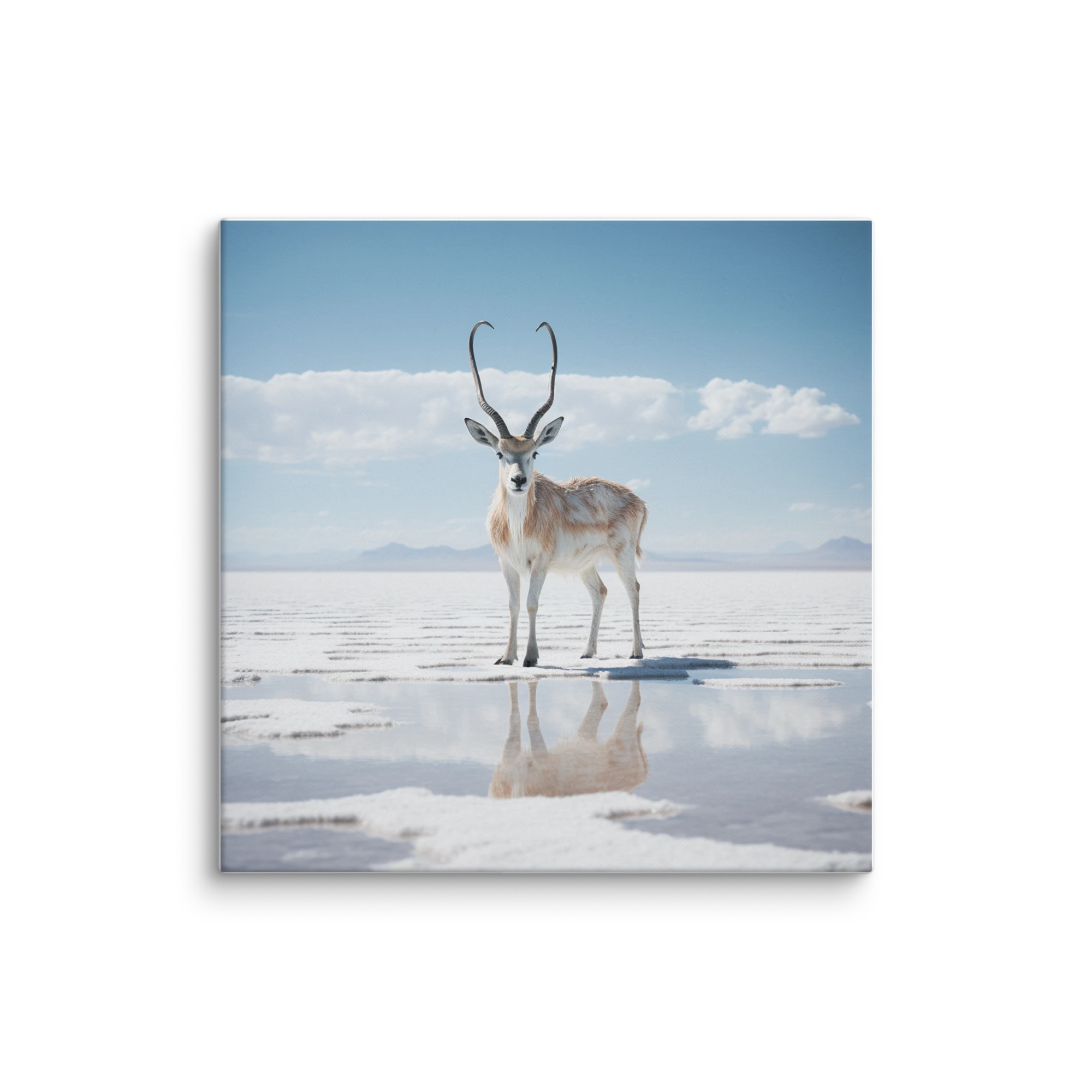 Antelope on Salt Flat