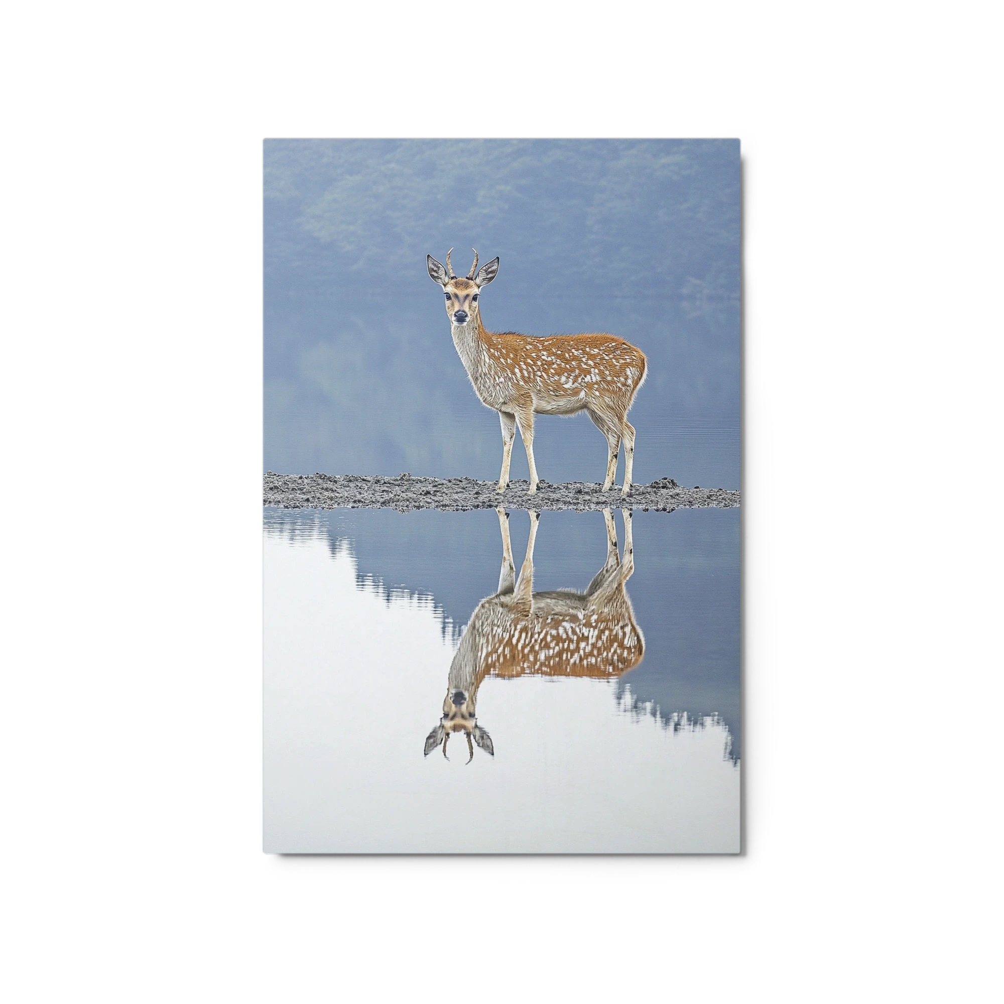 Deer Reflection in Water
