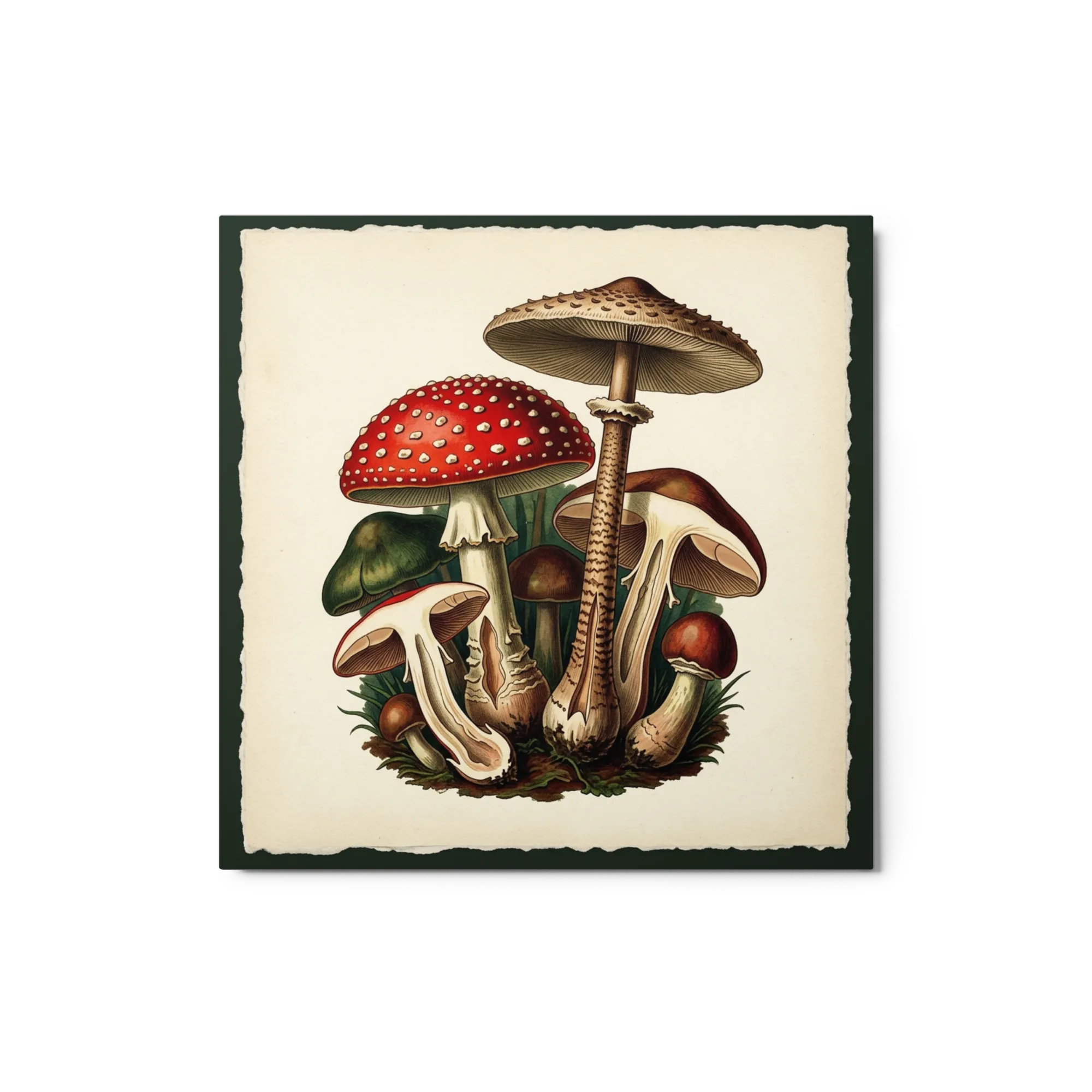 Forest Fungi Gathering 
 Canvas | 18″x 18″