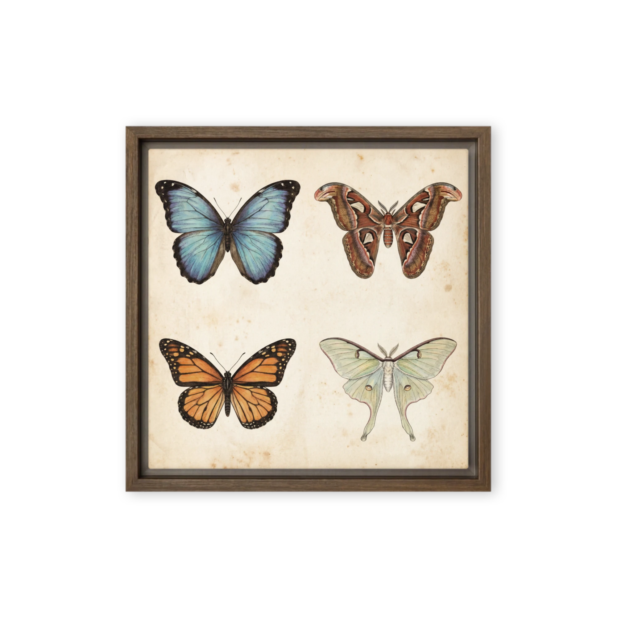 Vintage Butterfly and Moth Illustrations | Art Print