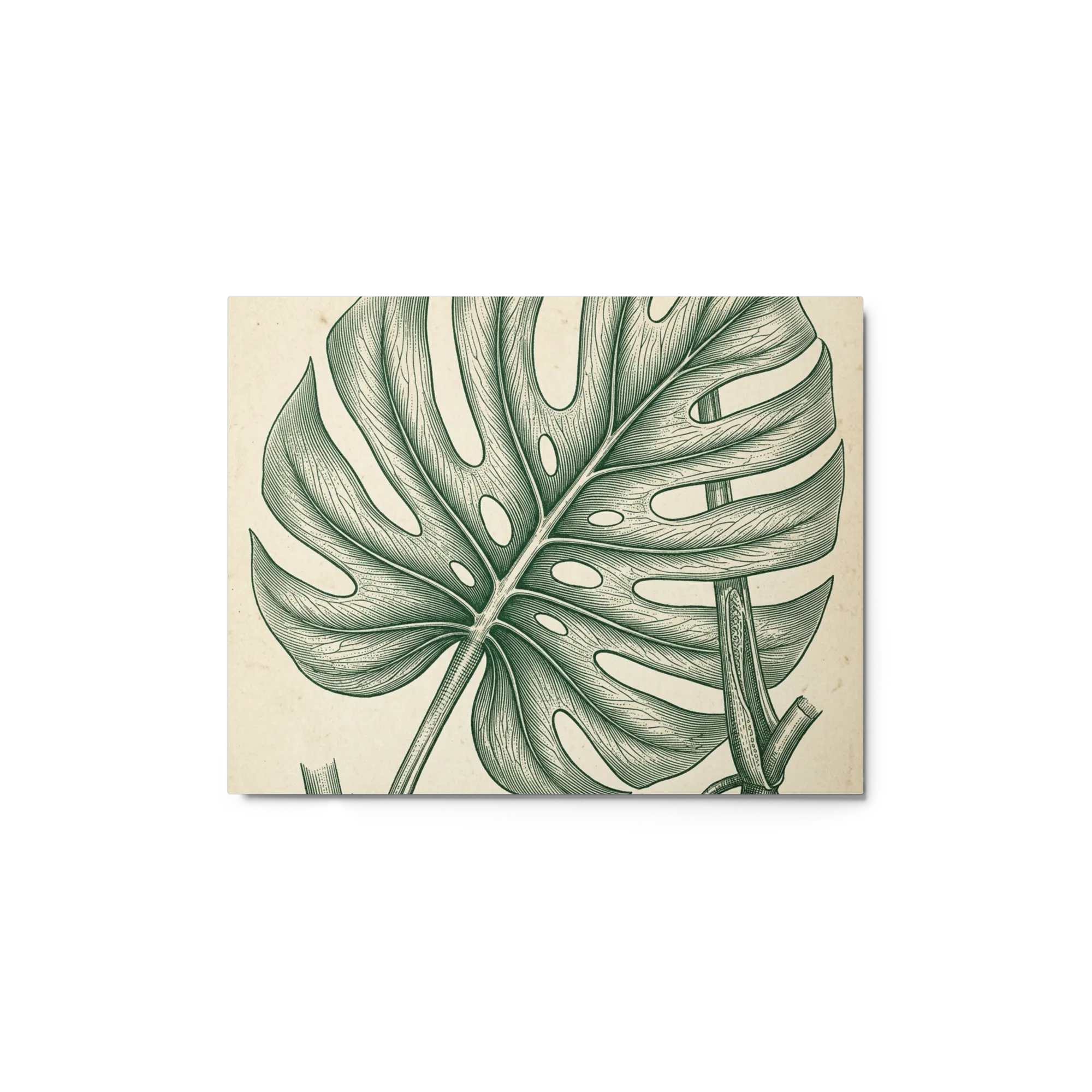 Vintage Monstera Leaf Engraving 
 Paper Print With Black Frame & Mat | 16″x 20″