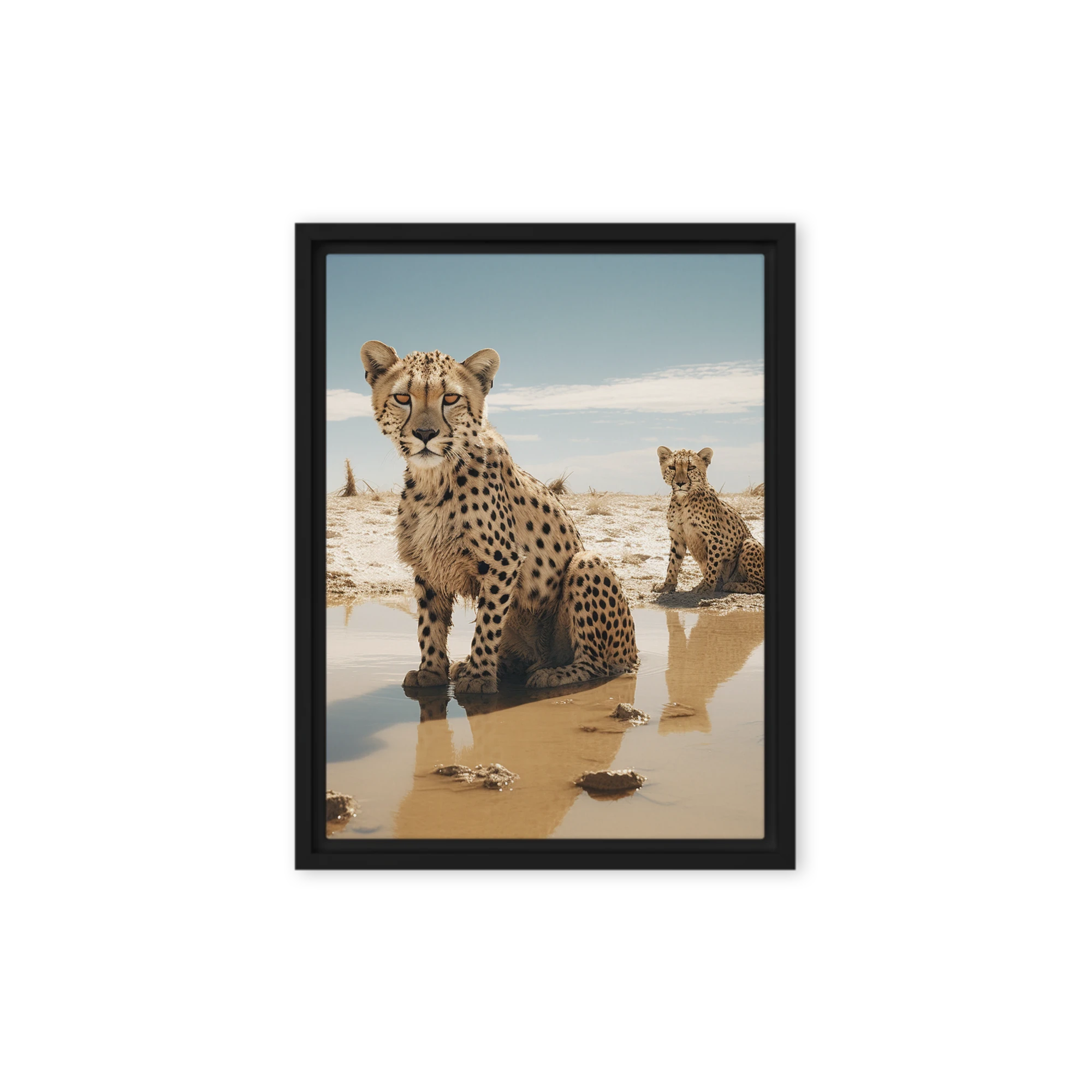 Cheetahs in Desert Landscape