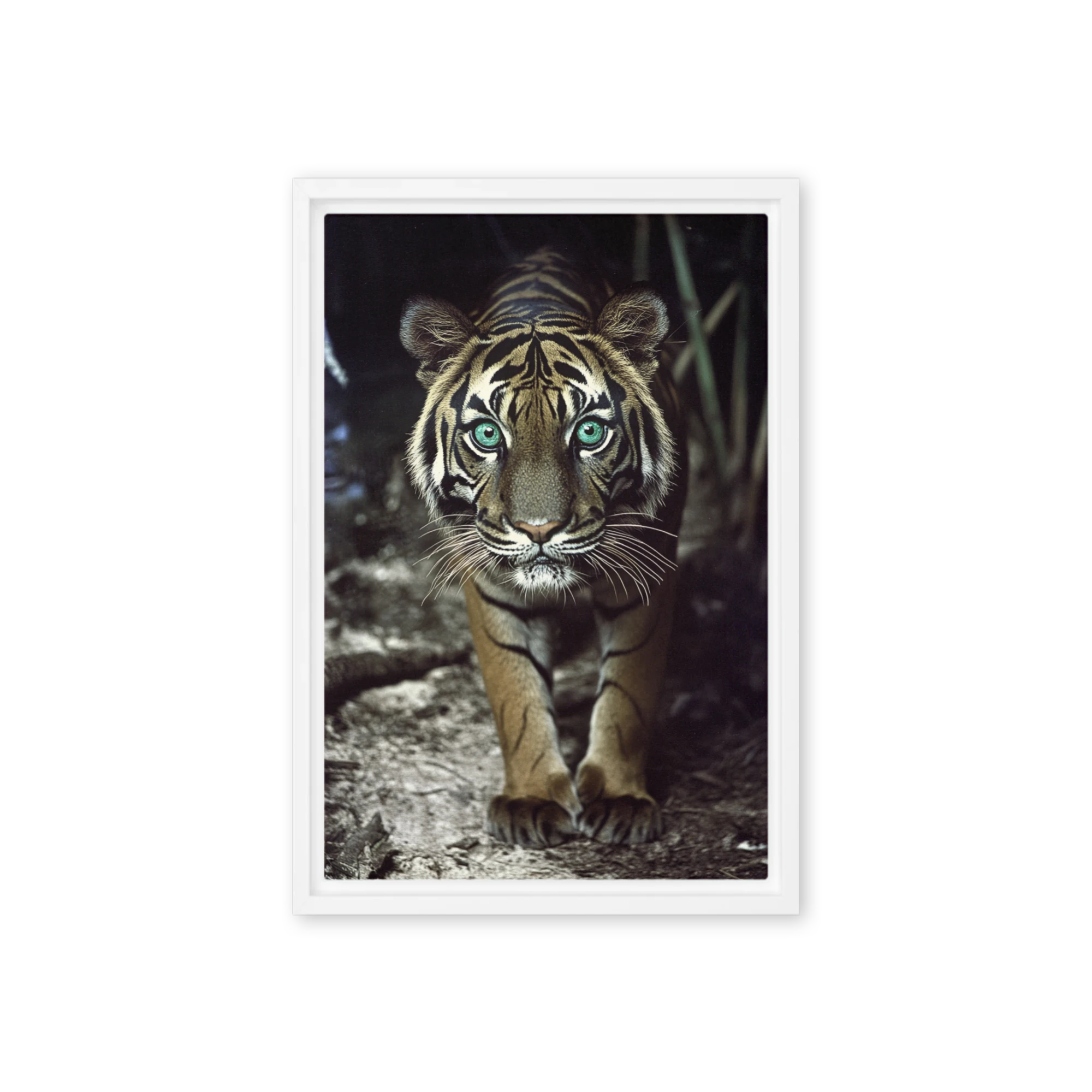 Tiger in the Wild