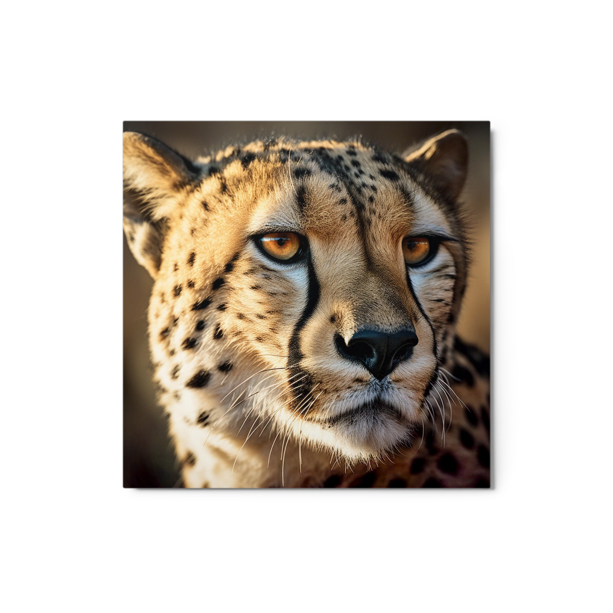 Cheetah Close-Up Photograph
