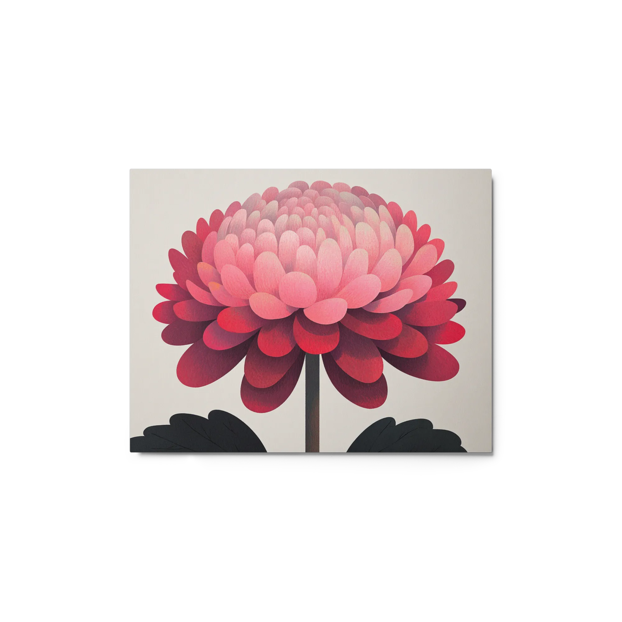 Crimson Chrysanthemum